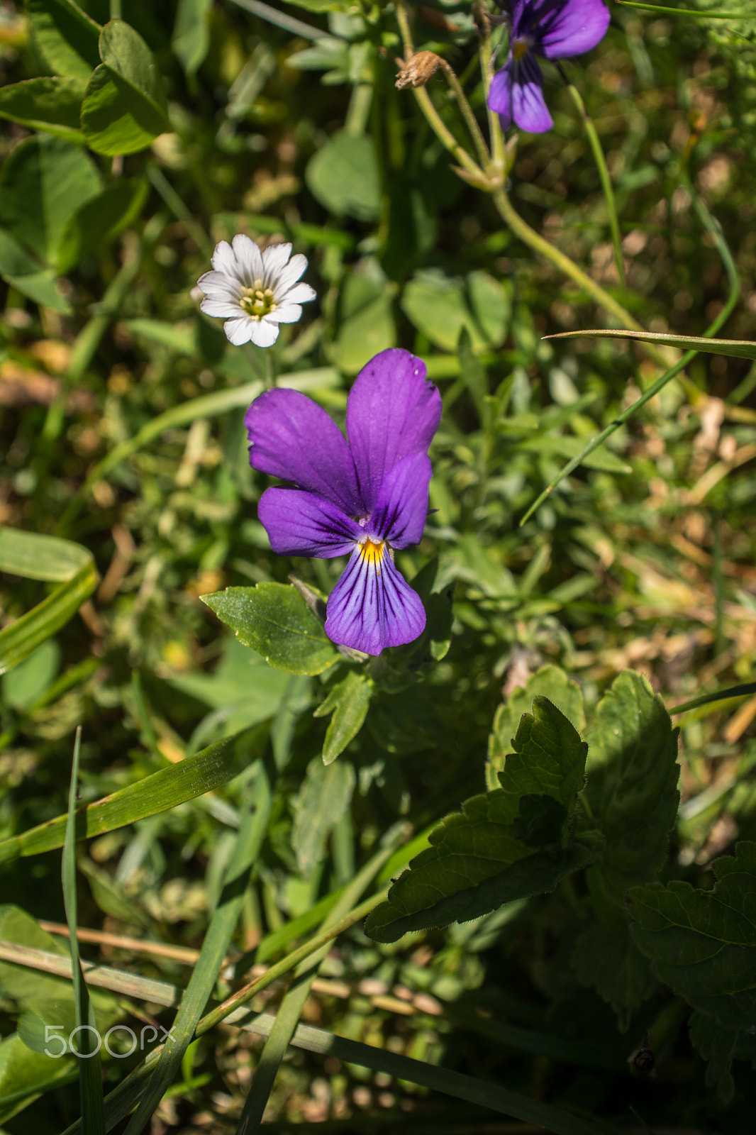 AF Zoom-Nikkor 28-85mm f/3.5-4.5 sample photo. Untitled photography