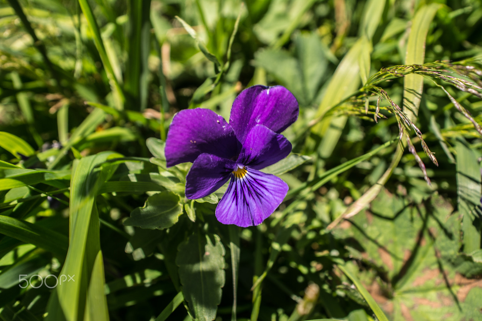 AF Zoom-Nikkor 28-85mm f/3.5-4.5 sample photo. Untitled photography