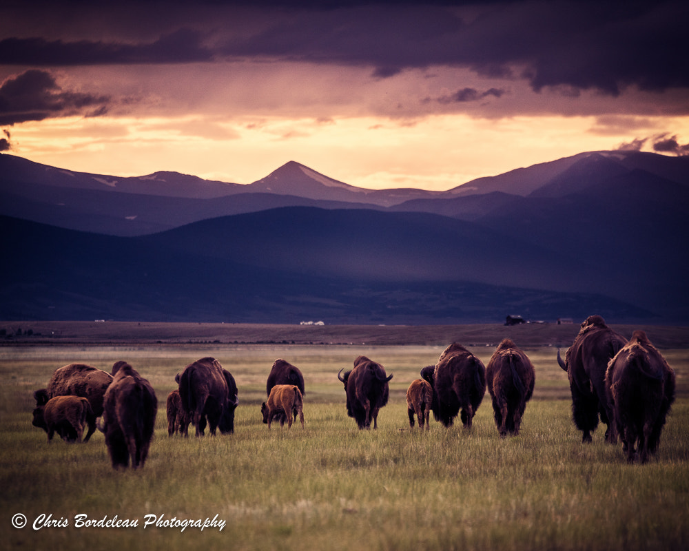 Sony ILCA-77M2 + 70-200mm F2.8 sample photo. Bison herd into the sunset photography