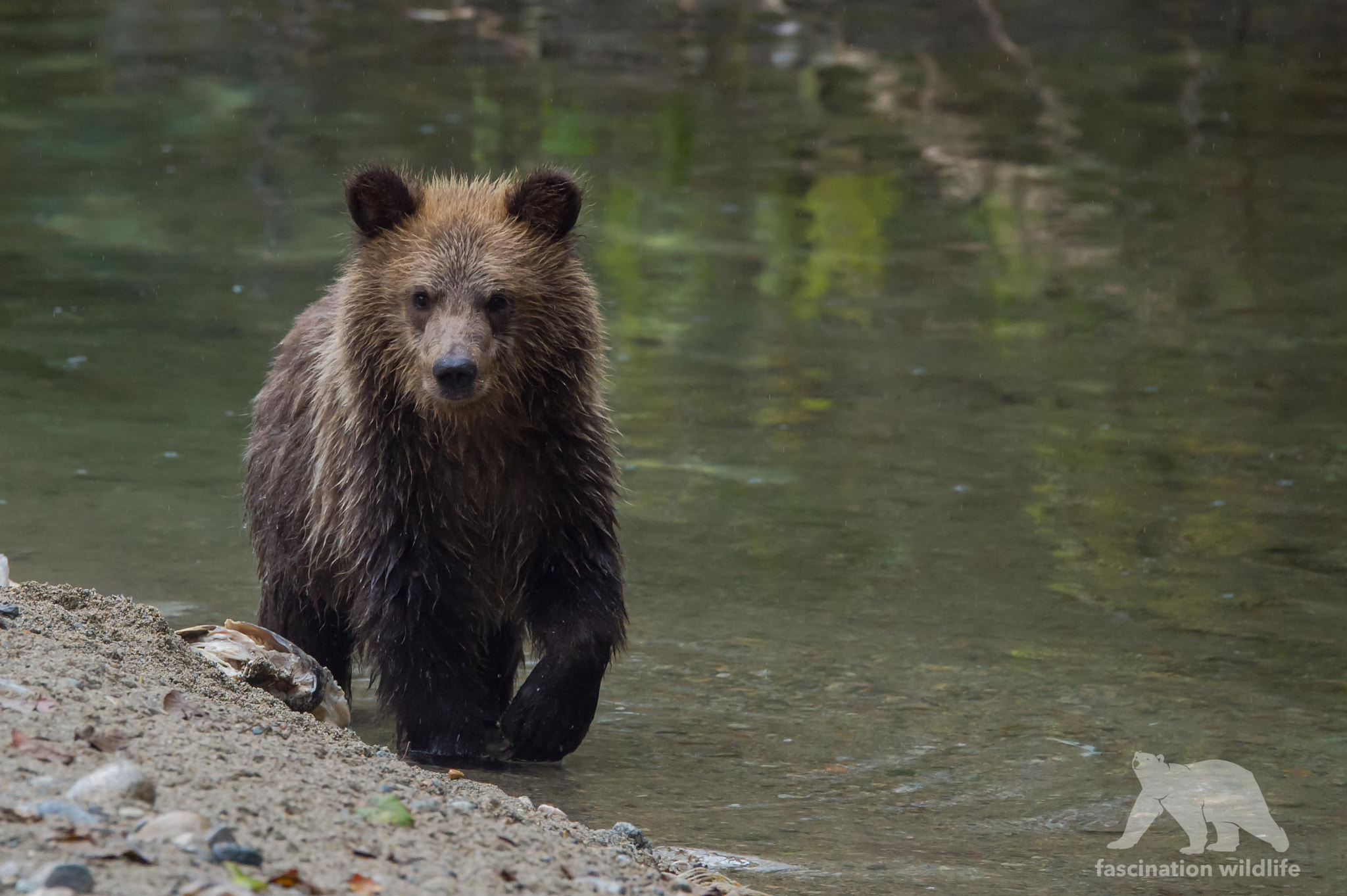 Sigma 150-600mm F5-6.3 DG OS HSM | S sample photo. Curious cub photography