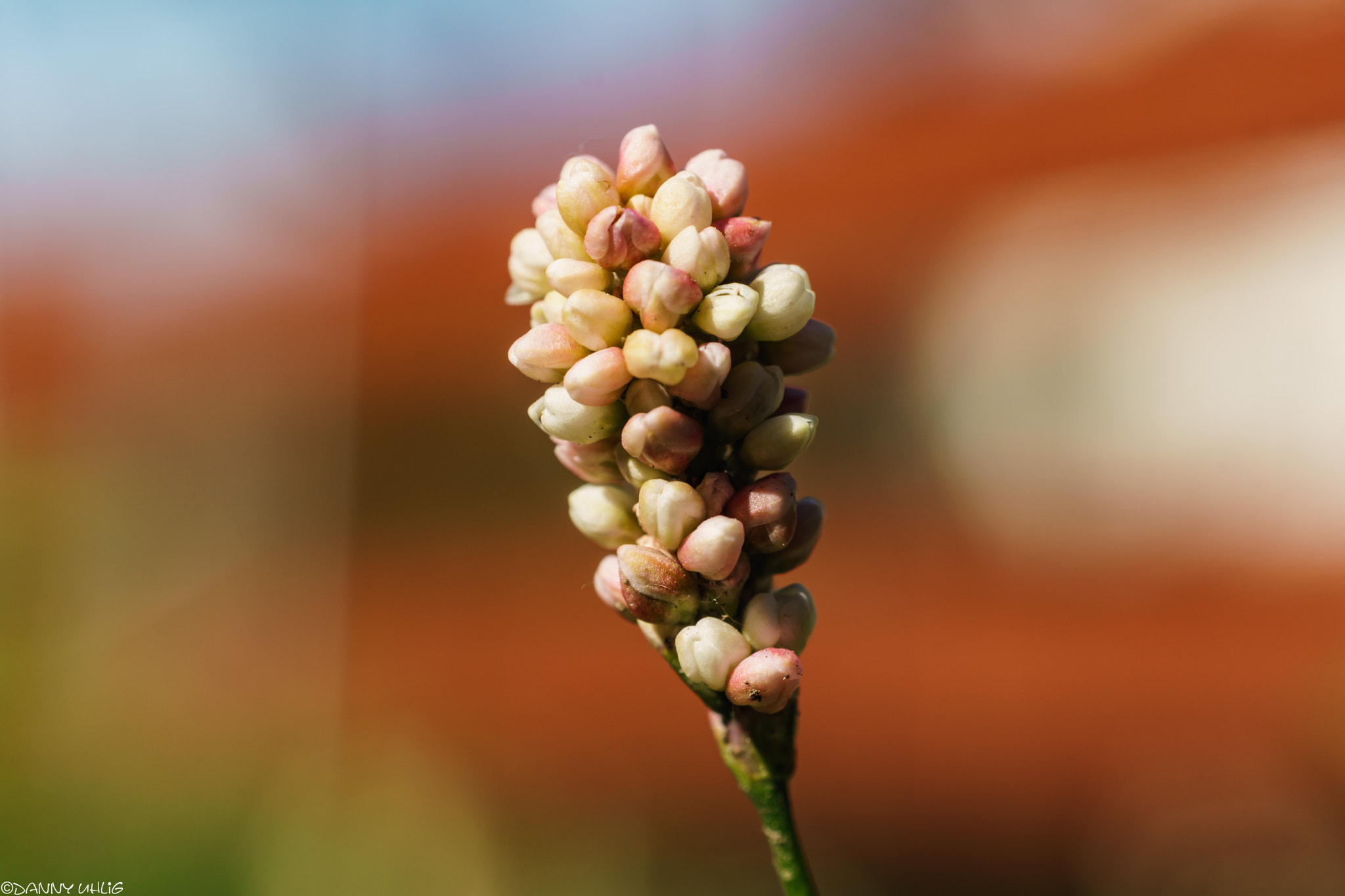 Sony a6000 + Minolta AF 50mm F1.7 New sample photo. Dsc07414.jpg photography