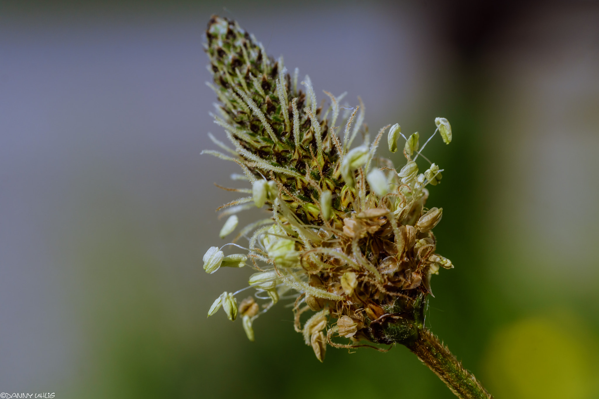 Sony a6000 + Minolta AF 50mm F1.7 New sample photo. Dsc07470-2.jpg photography