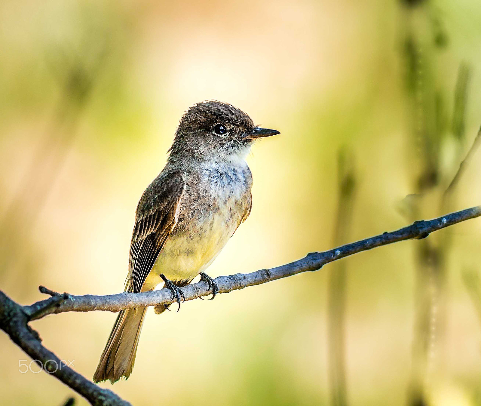 Canon EOS 80D + Canon EF 400mm F5.6L USM sample photo. Young bird 2 photography