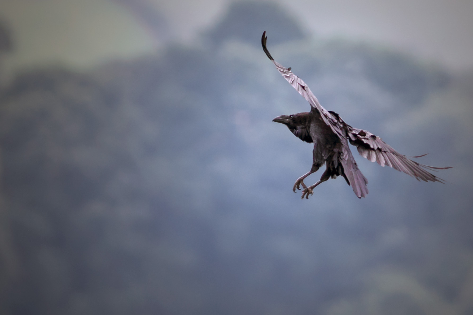 Sony a7R II + Canon EF 400mm F5.6L USM sample photo. Raven coming in to land photography