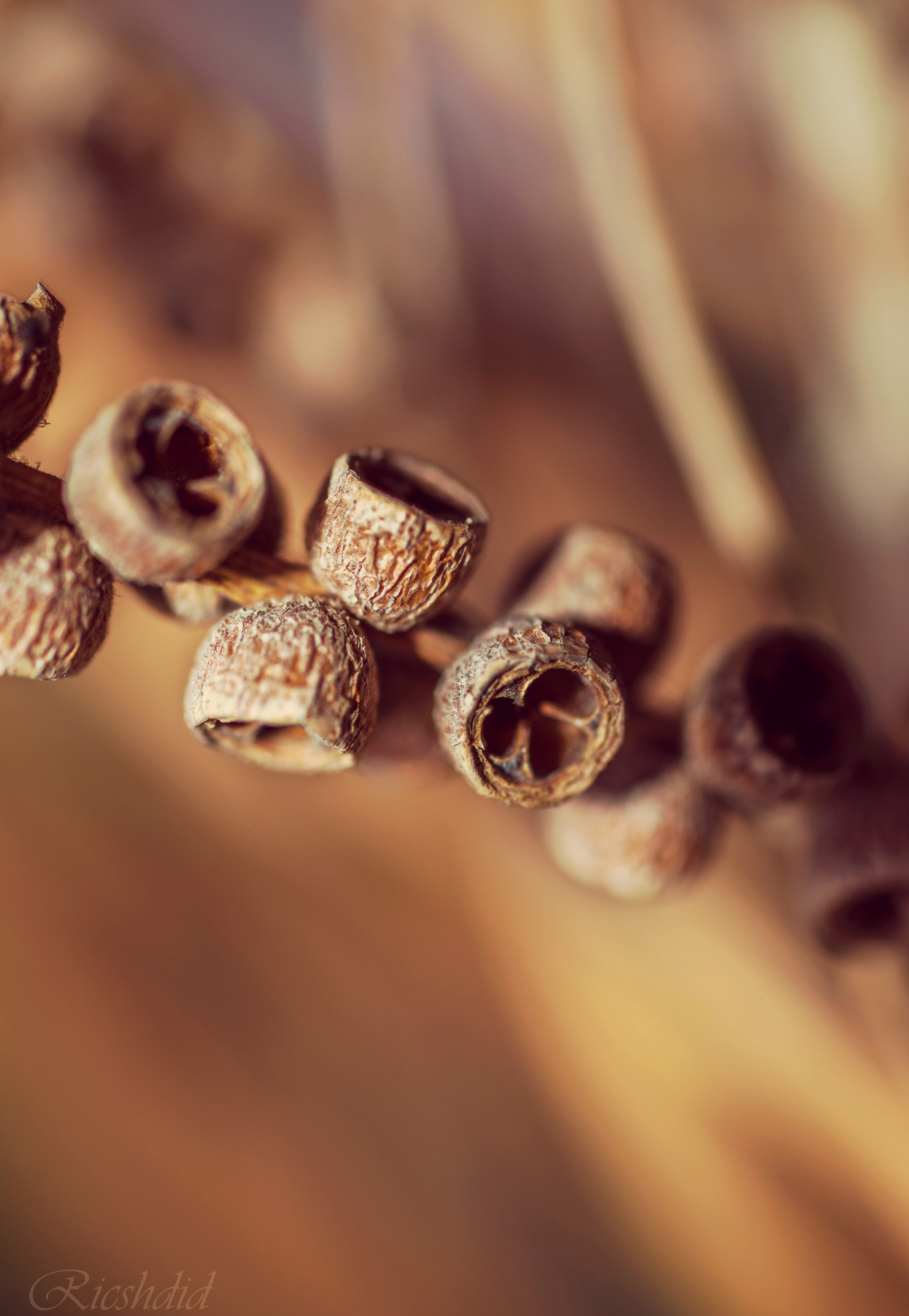 Nikon D610 + Sigma 50mm F2.8 EX DG Macro sample photo