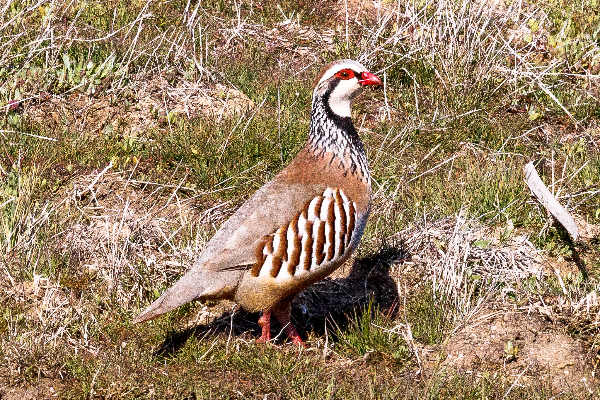 Canon EOS 60D + Canon EF 100-400mm F4.5-5.6L IS USM sample photo. Red-legged partridge photography