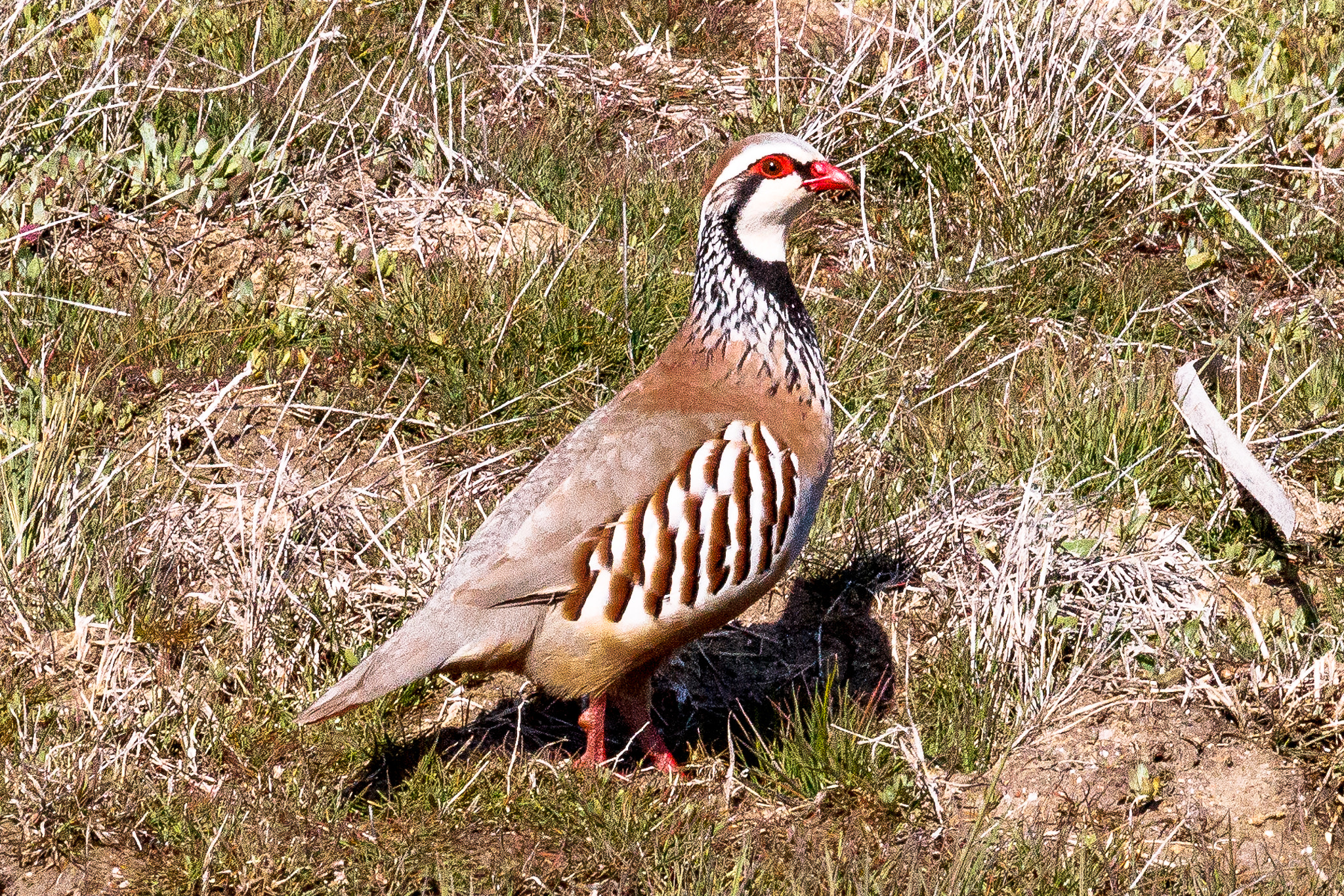 Canon EF 100-400mm F4.5-5.6L IS USM sample photo. Red-legged partridge photography