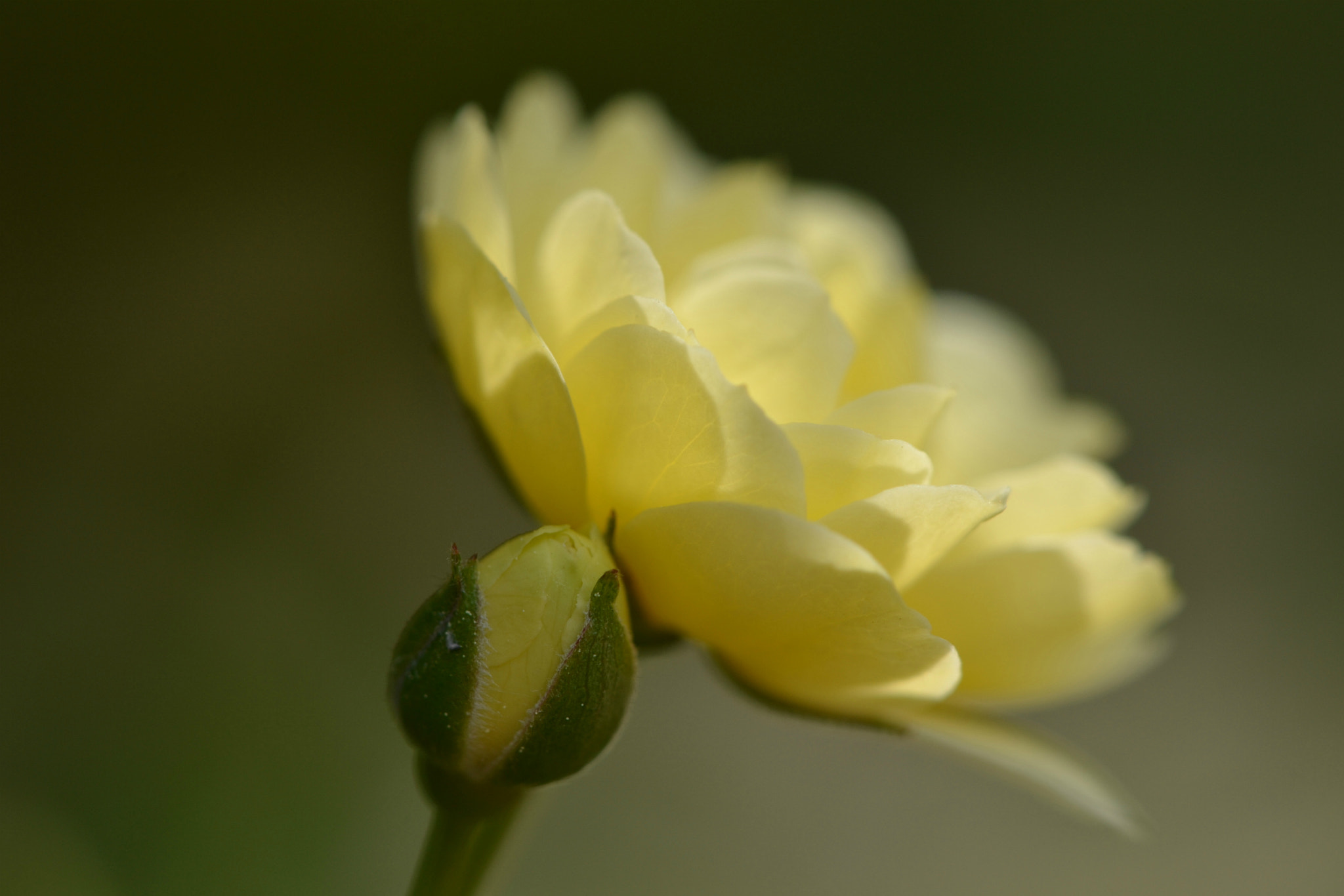 Nikon AF-S DX Micro-Nikkor 85mm F3.5G ED VR sample photo. Lady banks rose photography