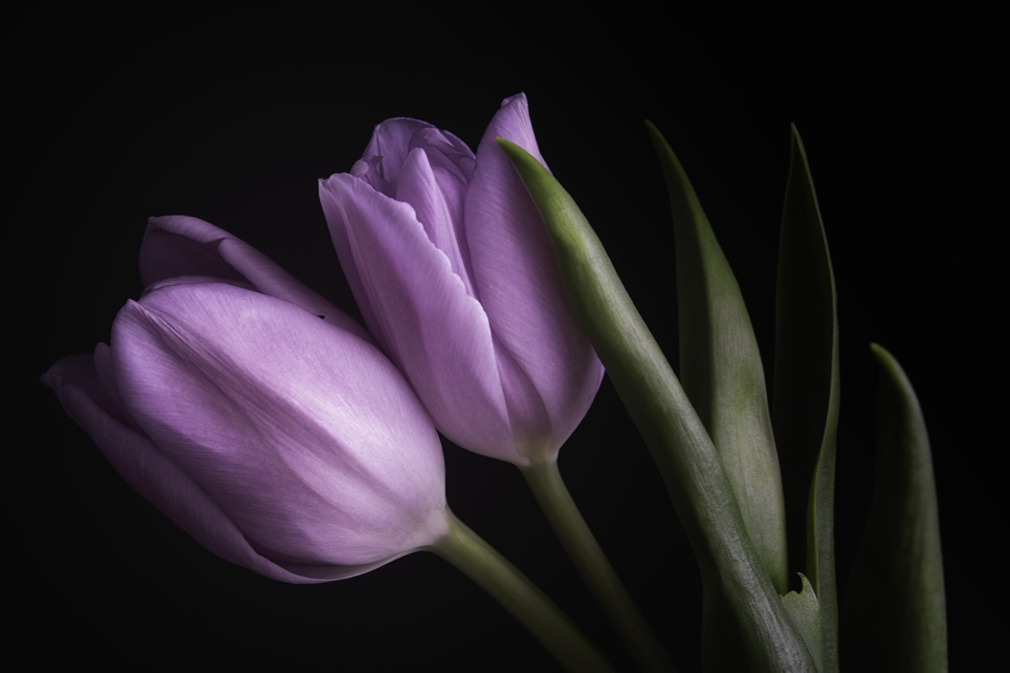 Nikon AF-S Micro-Nikkor 60mm F2.8G ED sample photo. Romantic photography