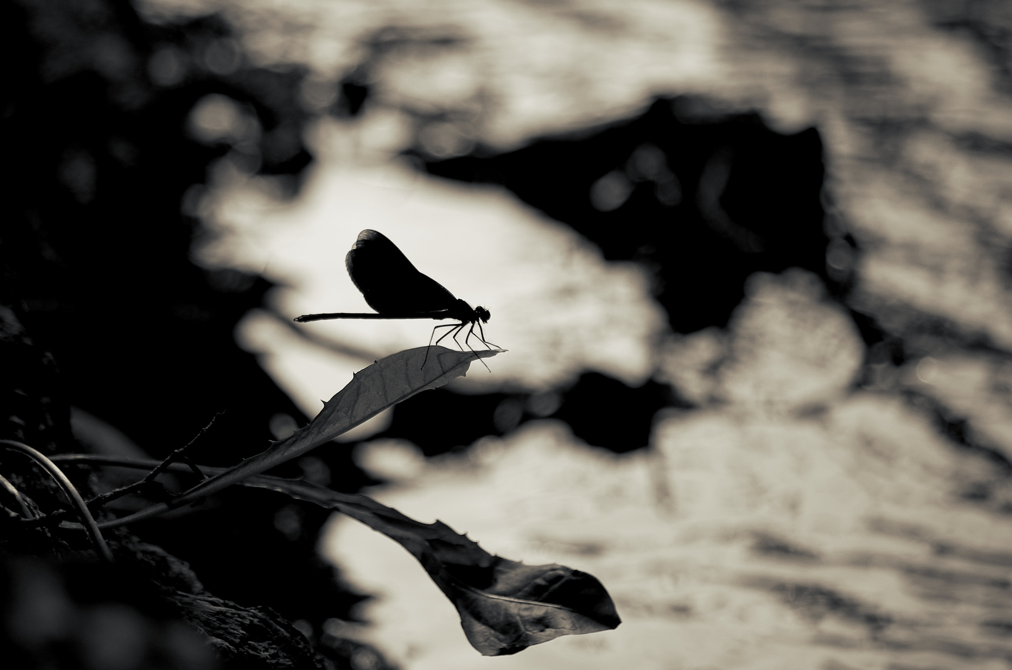 Pentax K-30 sample photo
