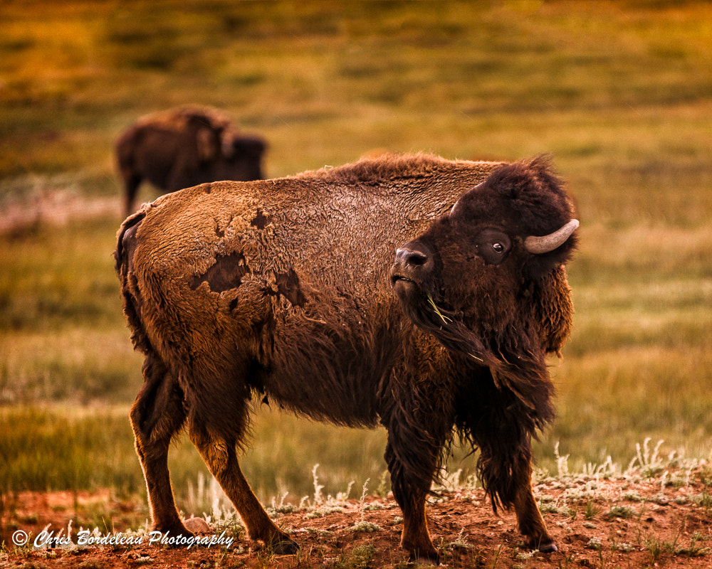 Sony ILCA-77M2 + 70-200mm F2.8 sample photo. American bison photography