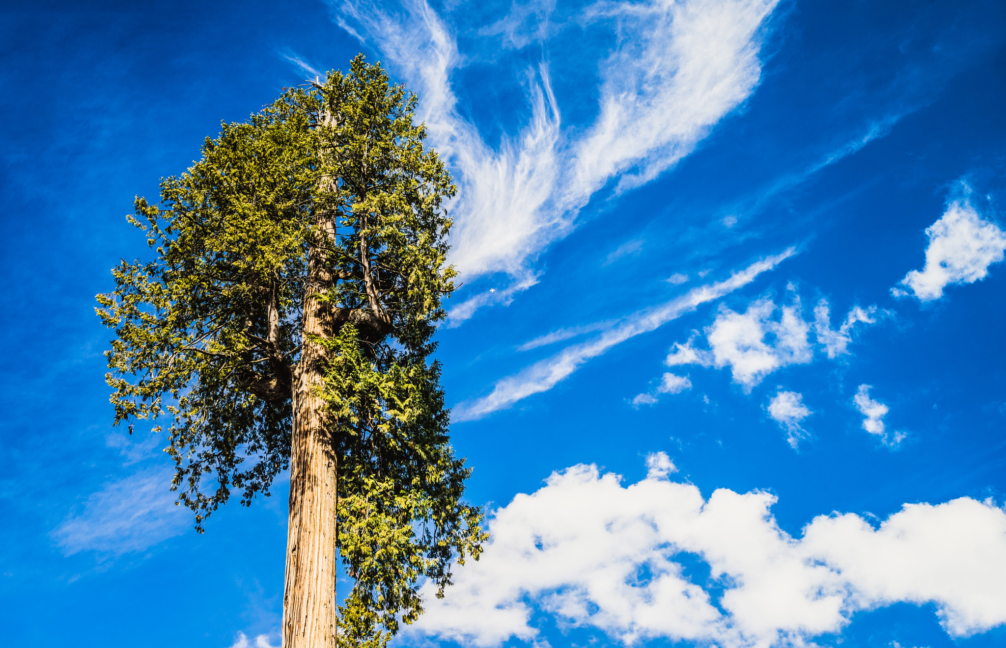 Sony a7 + 35-70mm F4 sample photo. An old tree photography