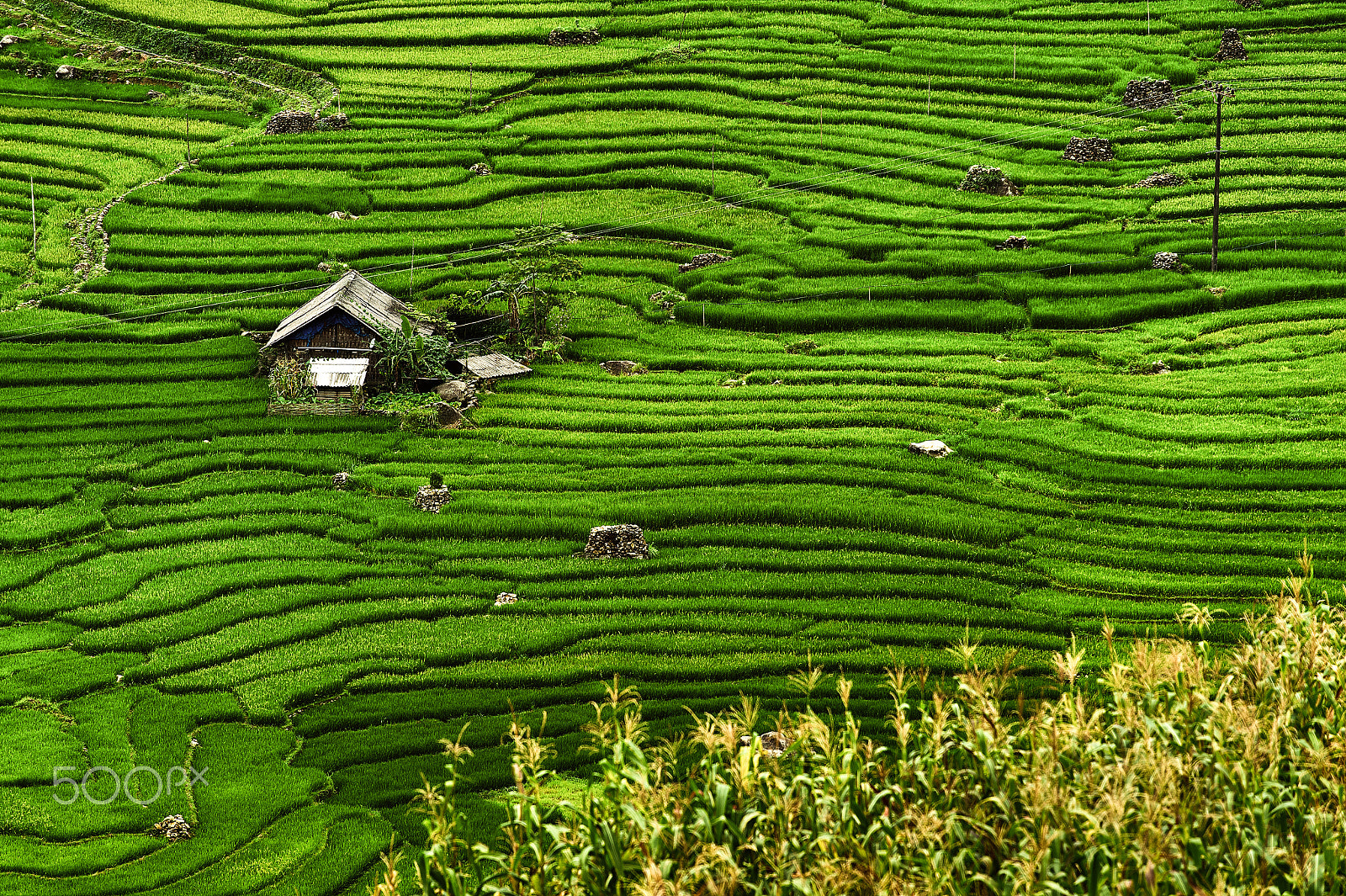 Nikon AF-S Nikkor 70-200mm F4G ED VR sample photo. Finally in villages in northern vietnam photography