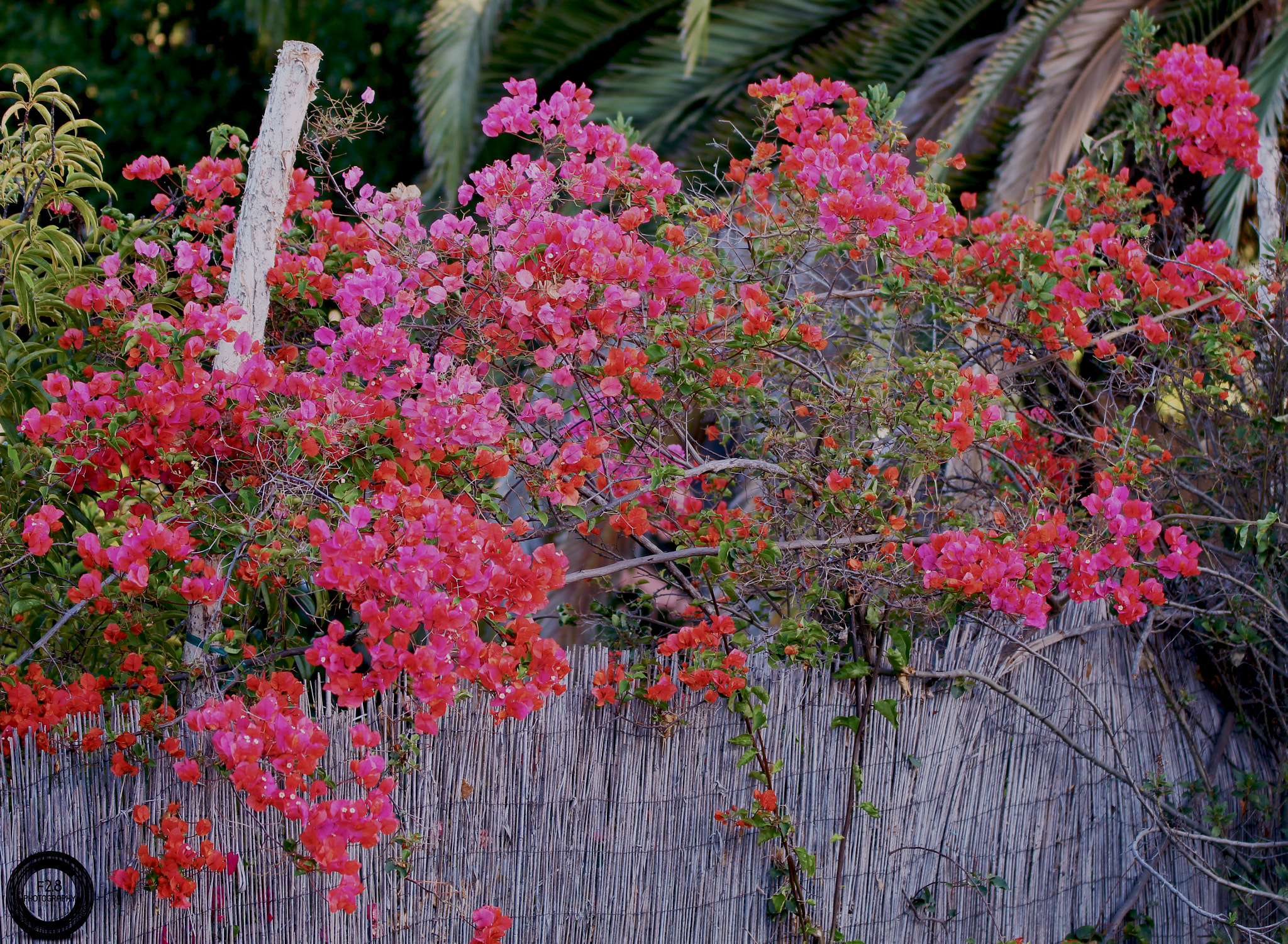 Sigma 70-200mm F2.8 EX DG OS HSM sample photo. Baldwinhills photography