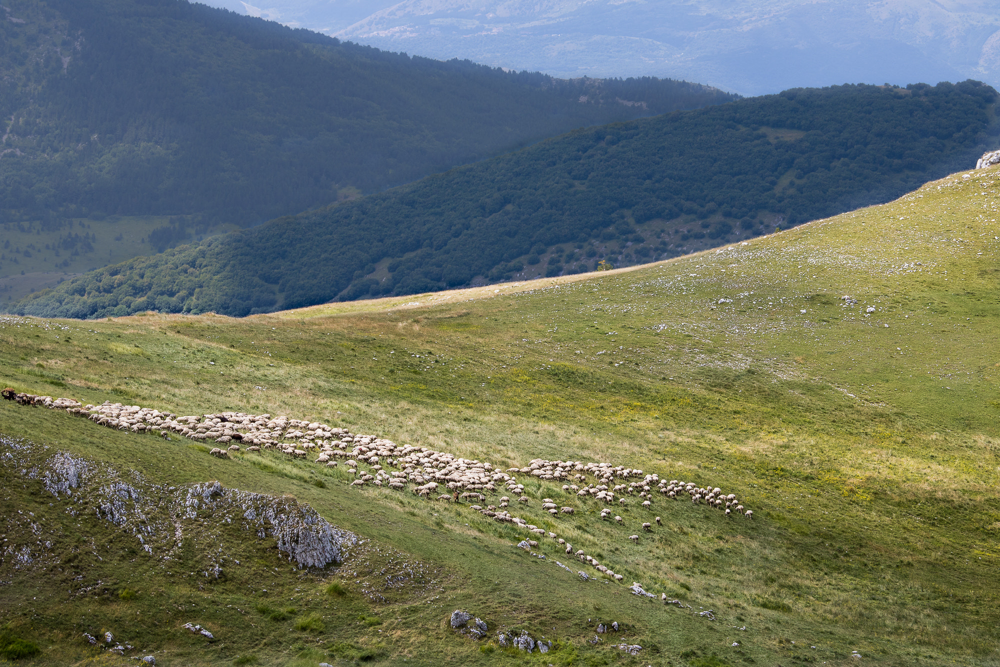 Canon EF-S 55-250mm F4-5.6 IS STM sample photo. Campoimperatore life photography