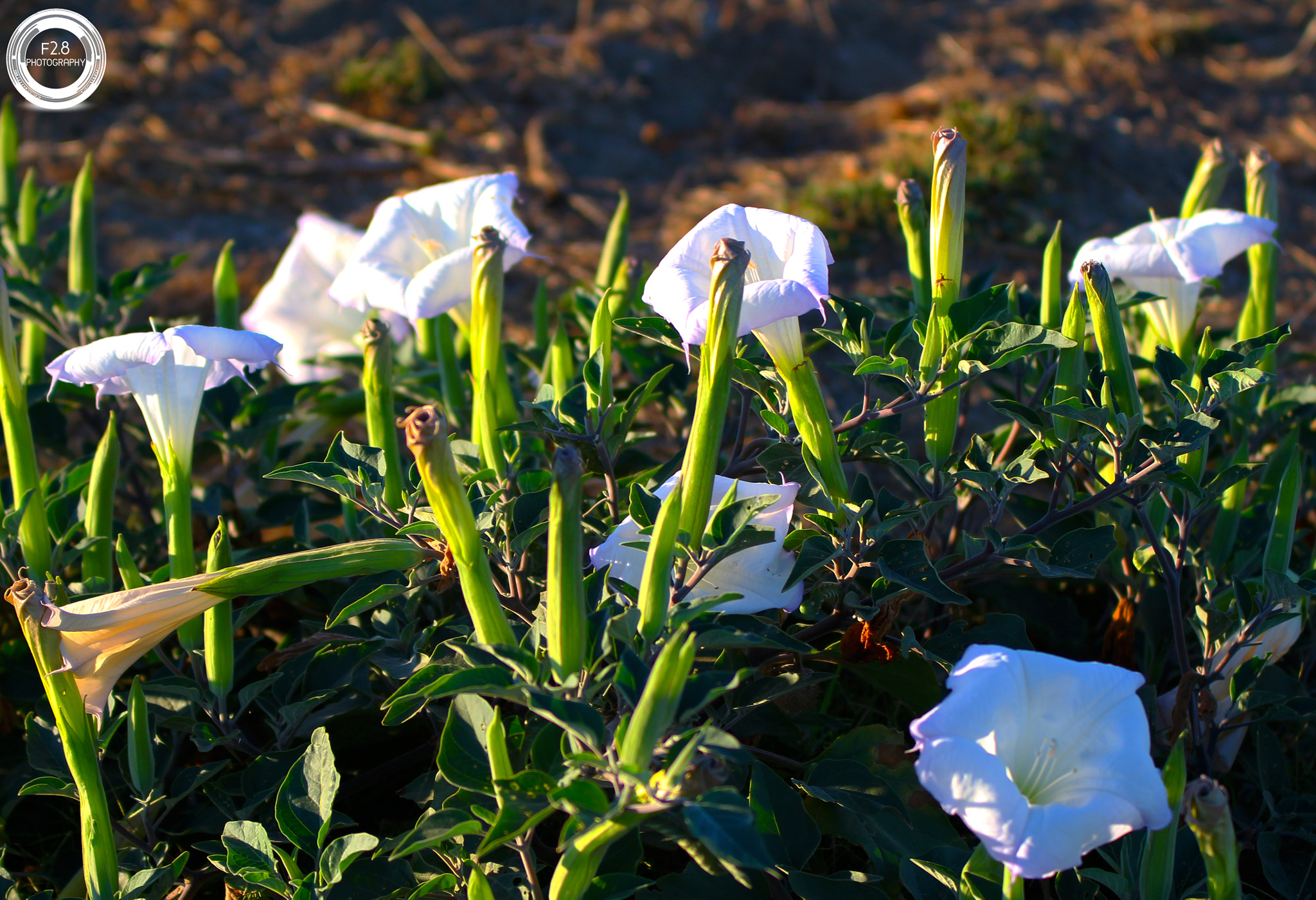 Sigma 70-200mm F2.8 EX DG OS HSM sample photo. Baldwinhills photography