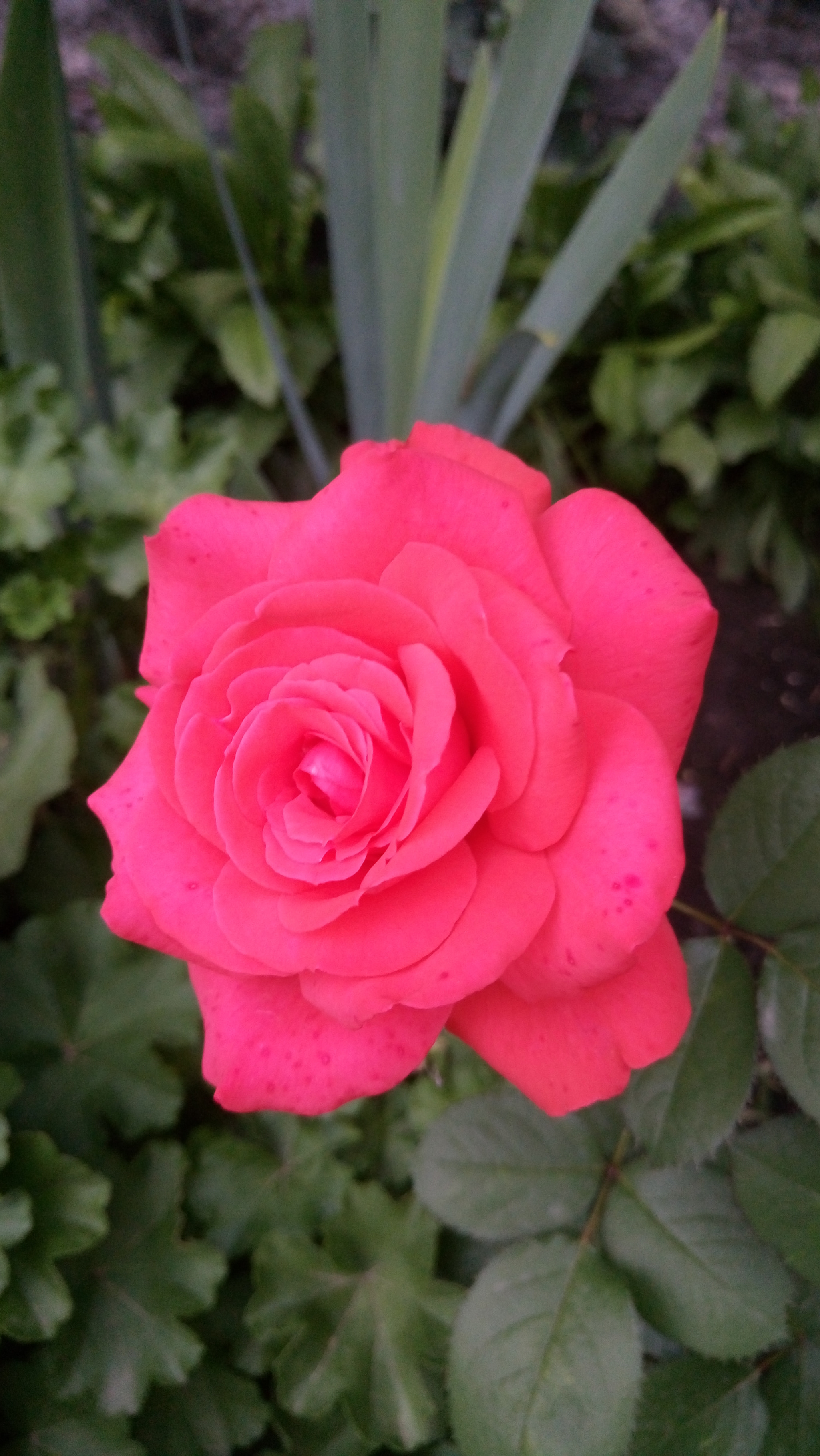Sony Xperia M5 Dual sample photo