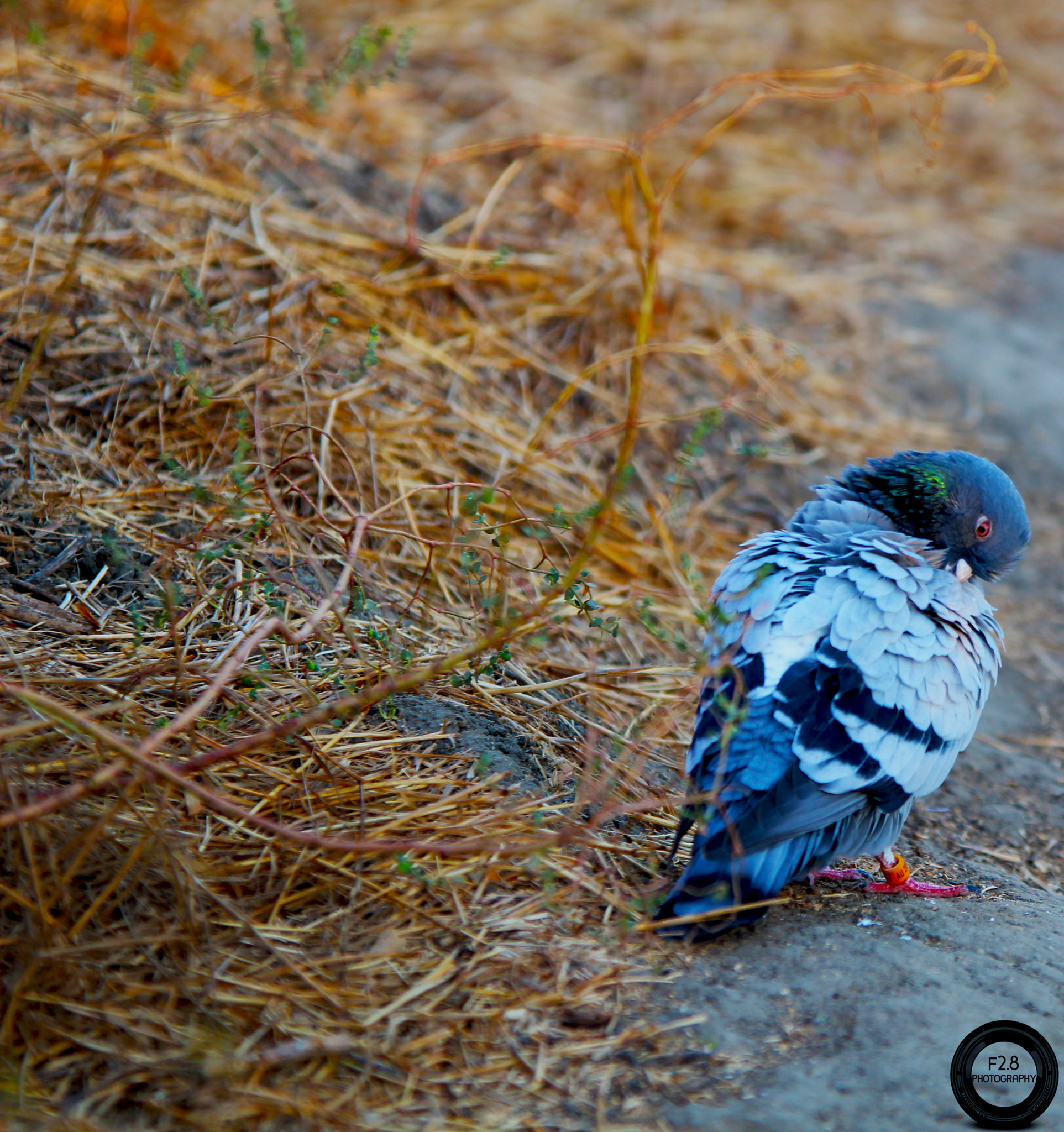 Sigma 70-200mm F2.8 EX DG OS HSM sample photo. Baldwinhills photography