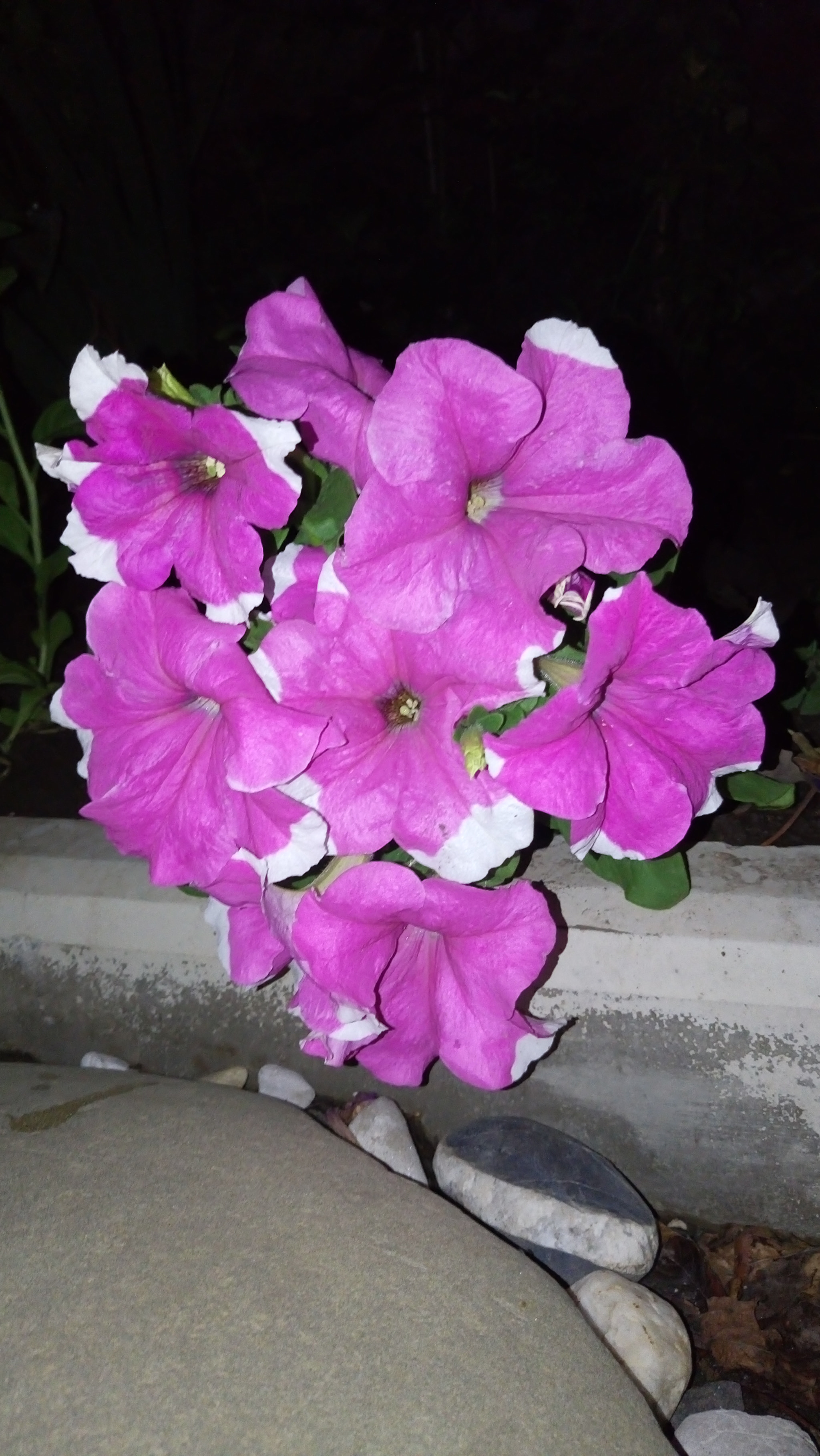 Sony Xperia M5 Dual sample photo