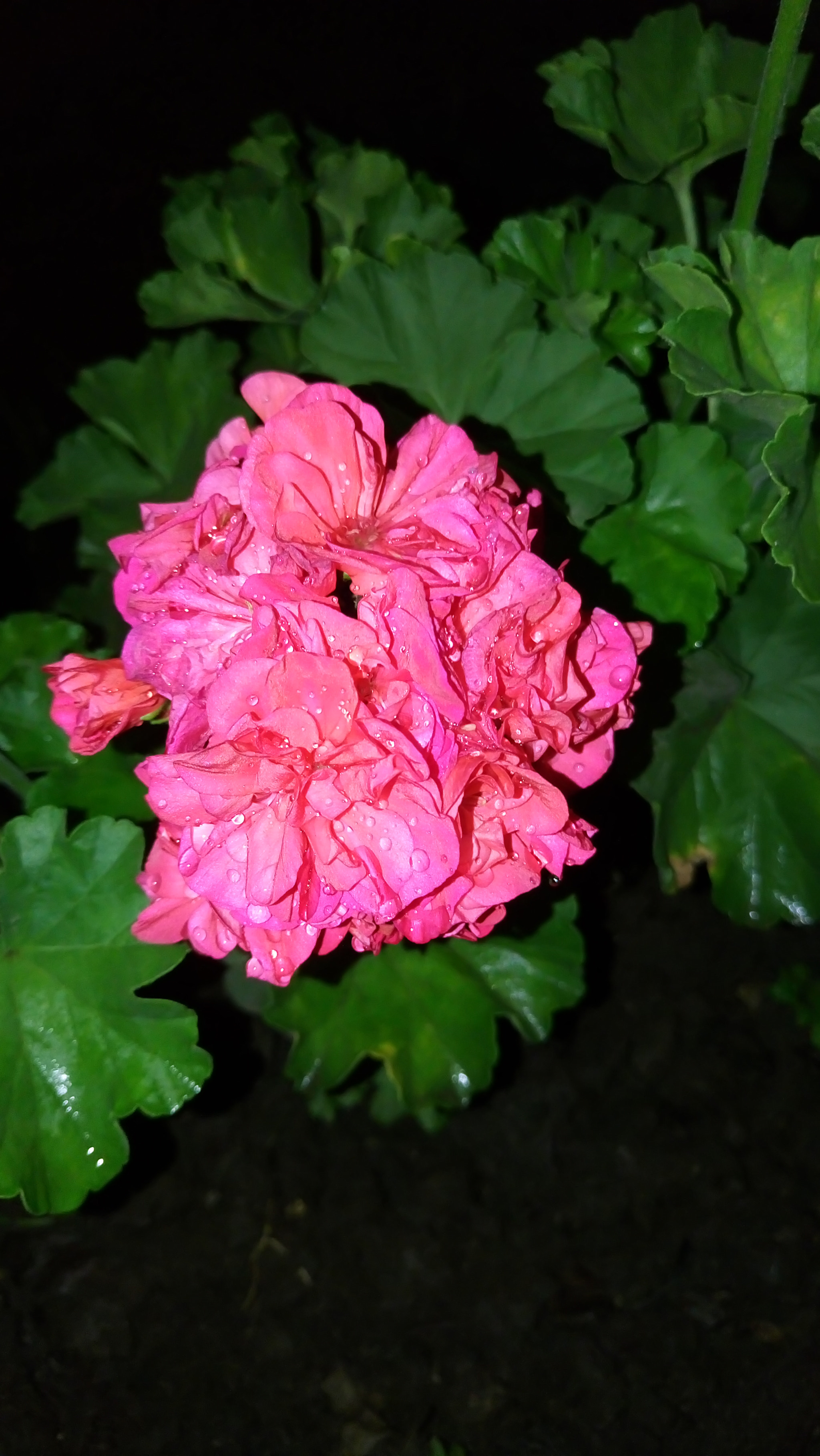 Sony Xperia M5 Dual sample photo
