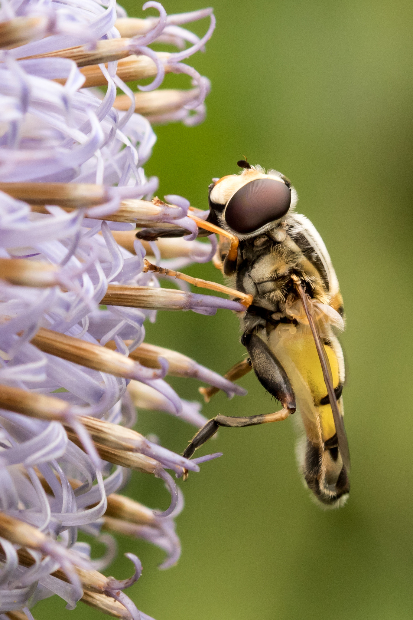 Canon EF 100mm F2.8 Macro USM sample photo. The wasp photography