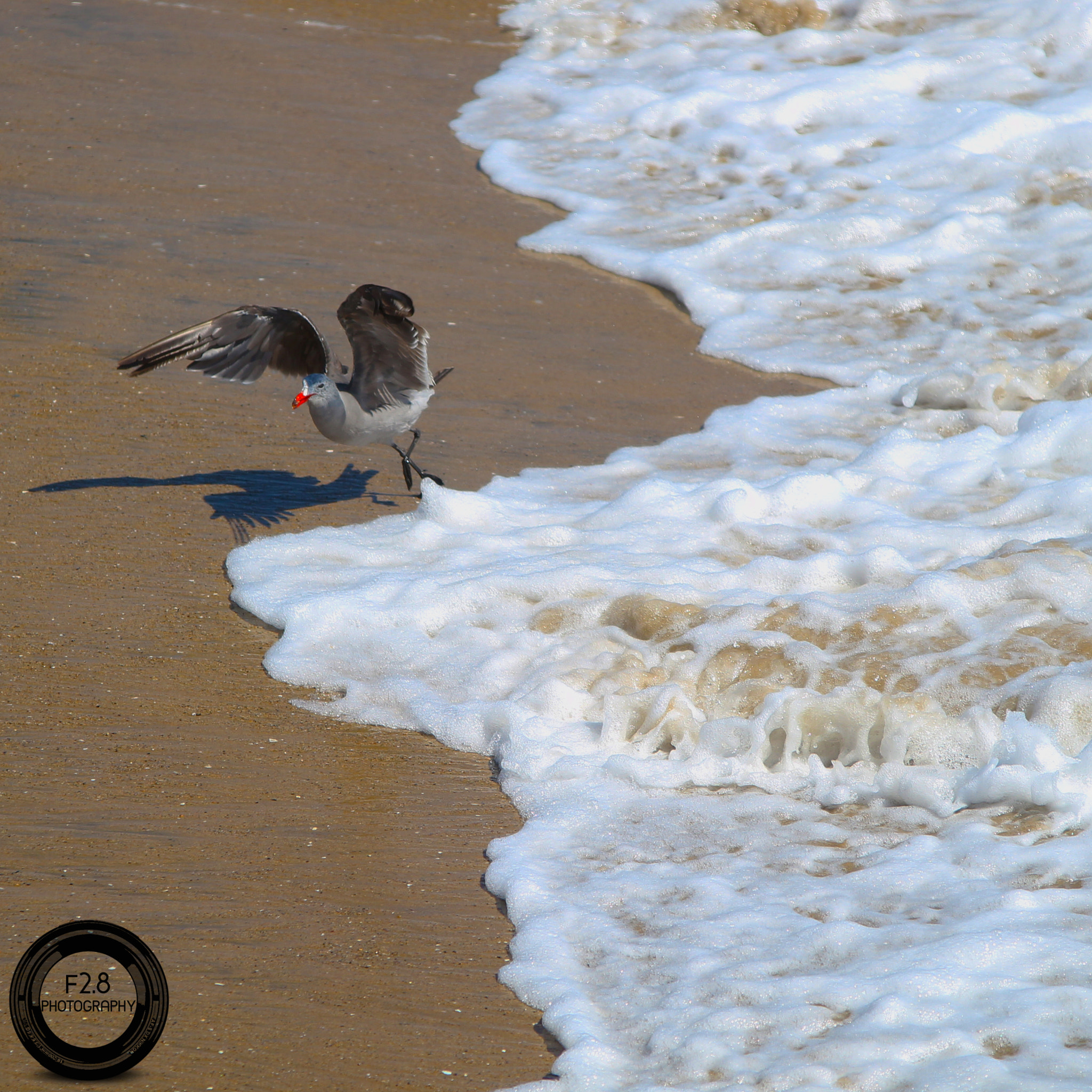Sigma 70-200mm F2.8 EX DG OS HSM sample photo. Manhattanbeach photography