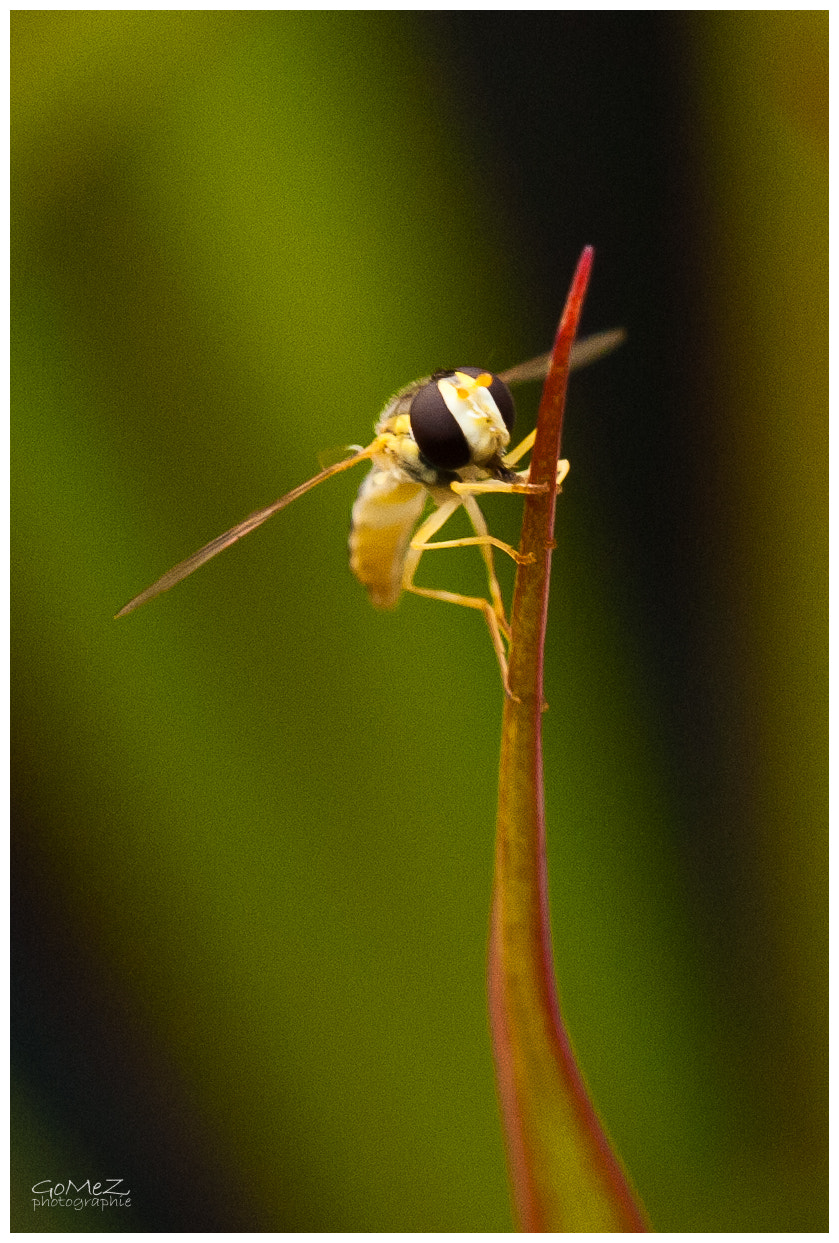 Nikon D200 sample photo. Hoverfly ready for takeoff photography