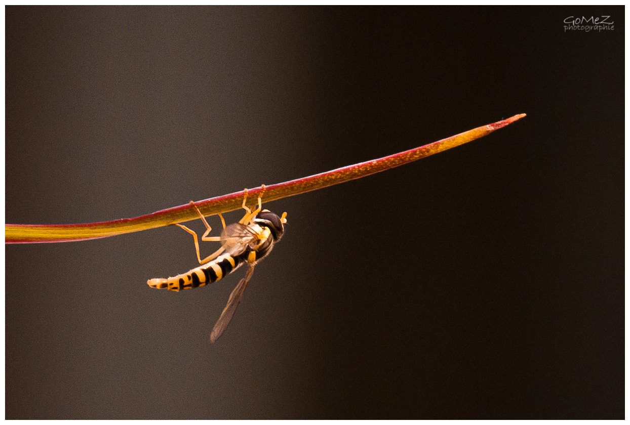 Nikon D200 sample photo. Hoverfly just hanging out photography