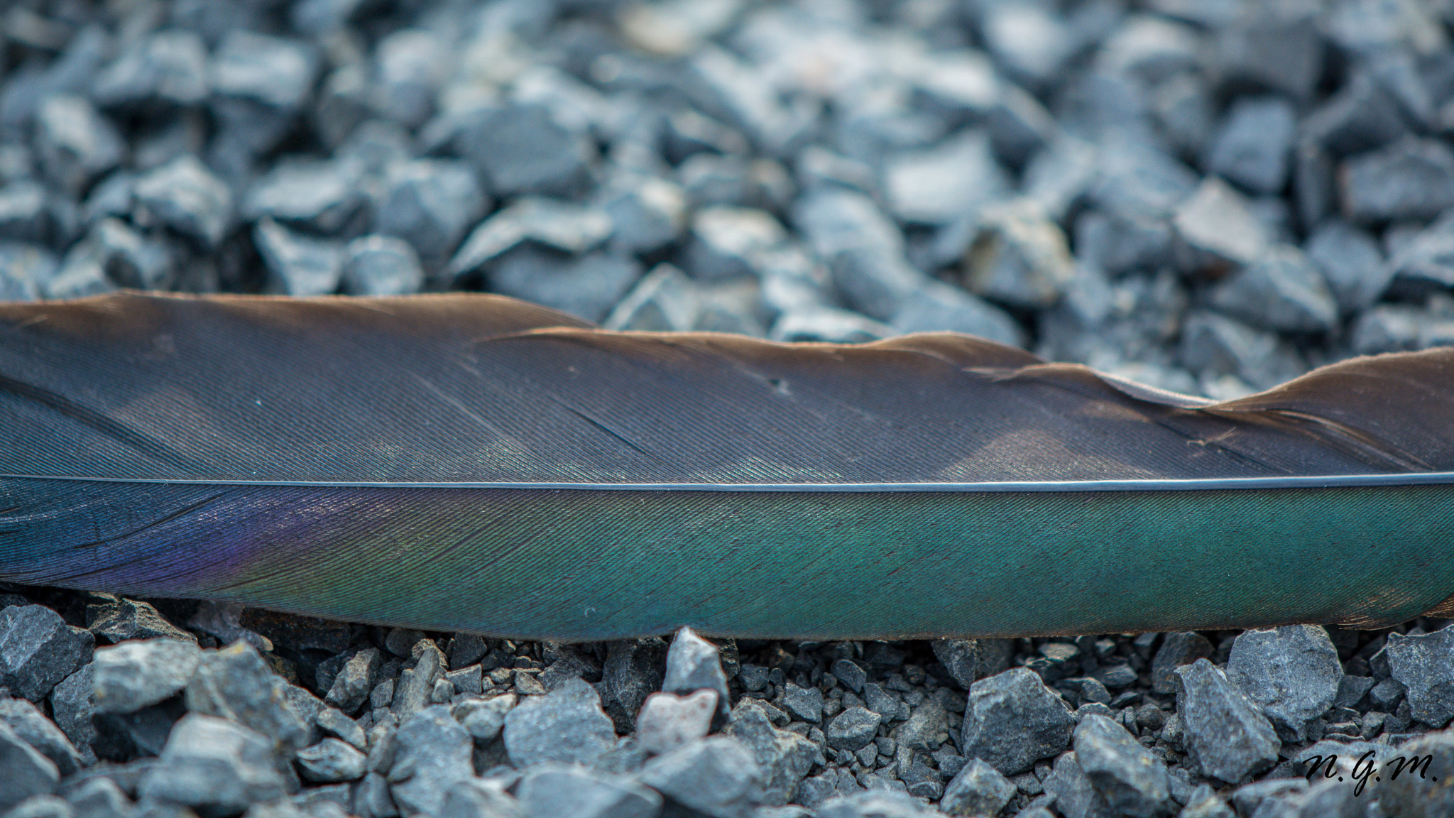 Nikon AF-S DX Micro-Nikkor 85mm F3.5G ED VR sample photo. Opalescent feather photography
