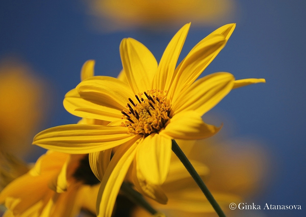 Sigma 50-200mm F4-5.6 DC OS HSM sample photo. Jerusalem artichoke (helianthus tuberosus) photography