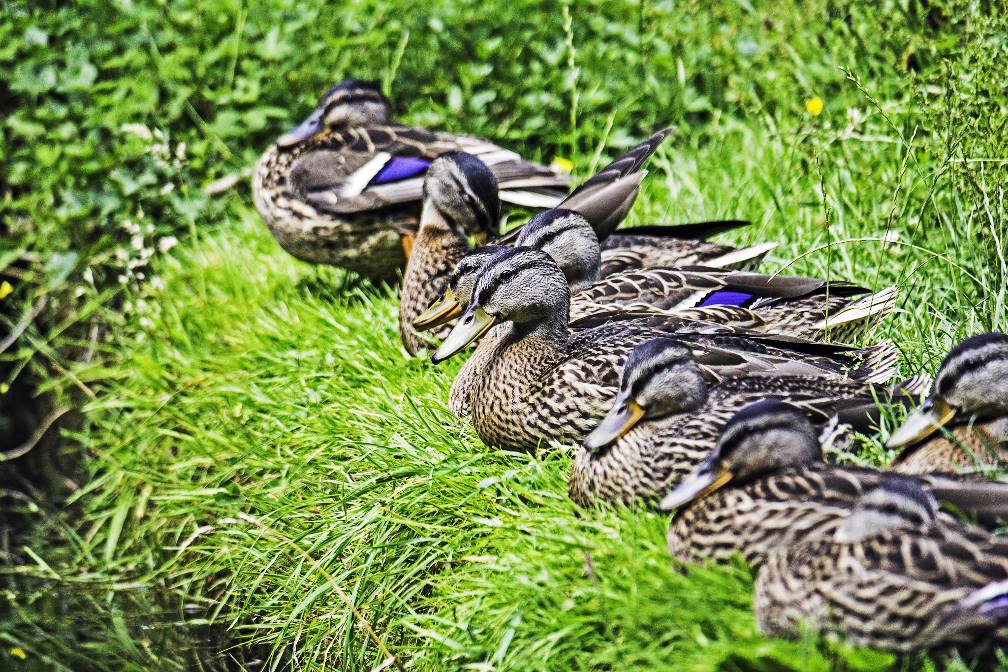 Samsung NX300 + Samsung NX 50-200mm F4-5.6 ED OIS sample photo. Duck row photography