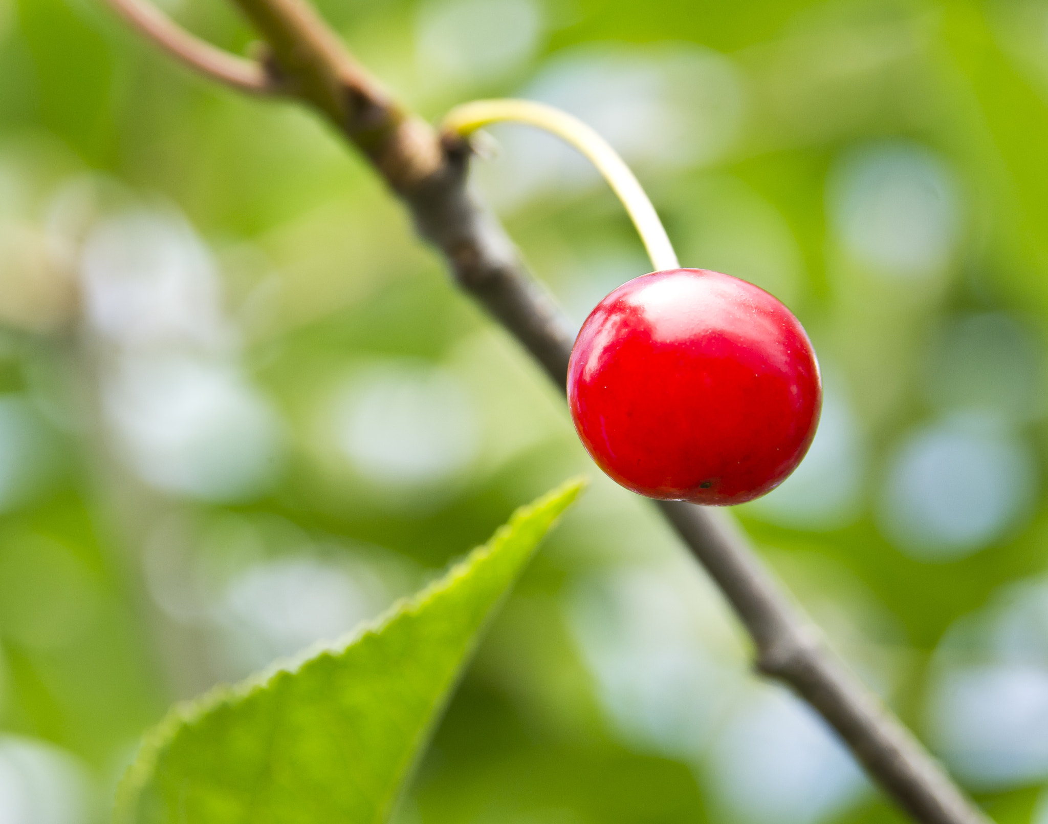 Nikon D3100 + AF Zoom-Nikkor 28-105mm f/3.5-4.5D IF sample photo. The red cherry photography