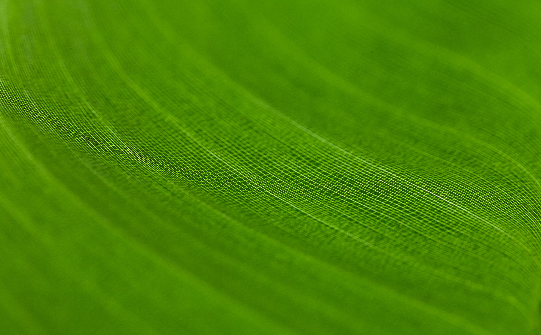 Tamron SP AF 90mm F2.8 Di Macro sample photo. Green little squares photography