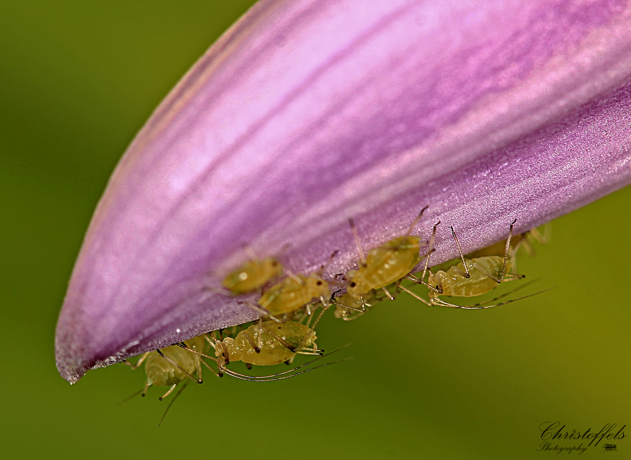 Sigma APO Macro 150mm f/2.8 EX DG HSM sample photo. Plant lice (aphidoidea) photography