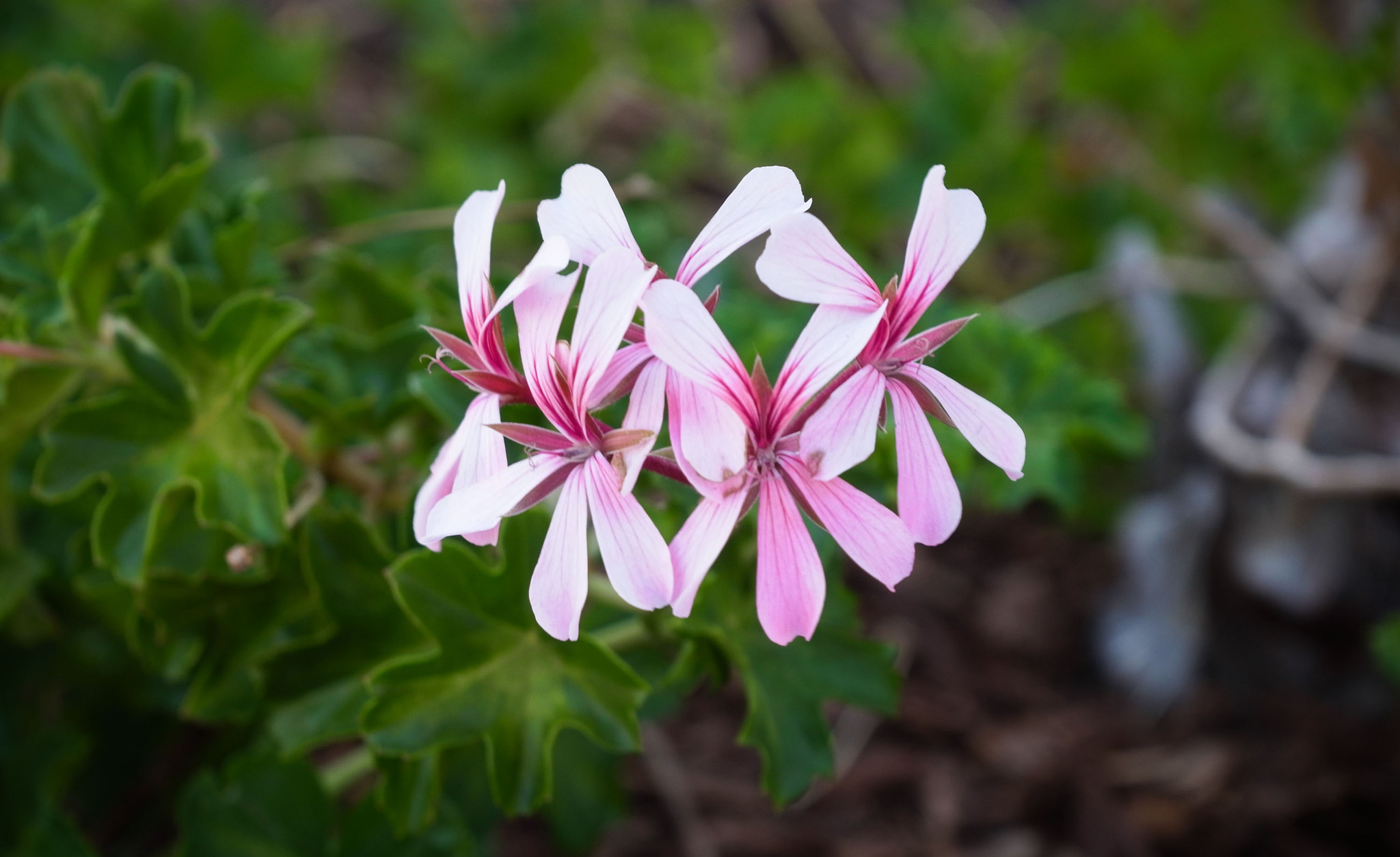 Ricoh Lens A16 24-85mm F3.5-5.5 sample photo. Walkway flowers photography