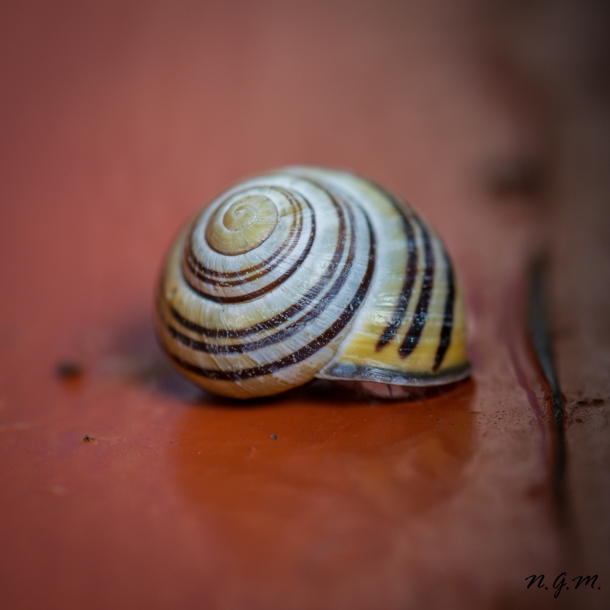 Nikon AF-S DX Micro-Nikkor 85mm F3.5G ED VR sample photo. Snail-alert photography