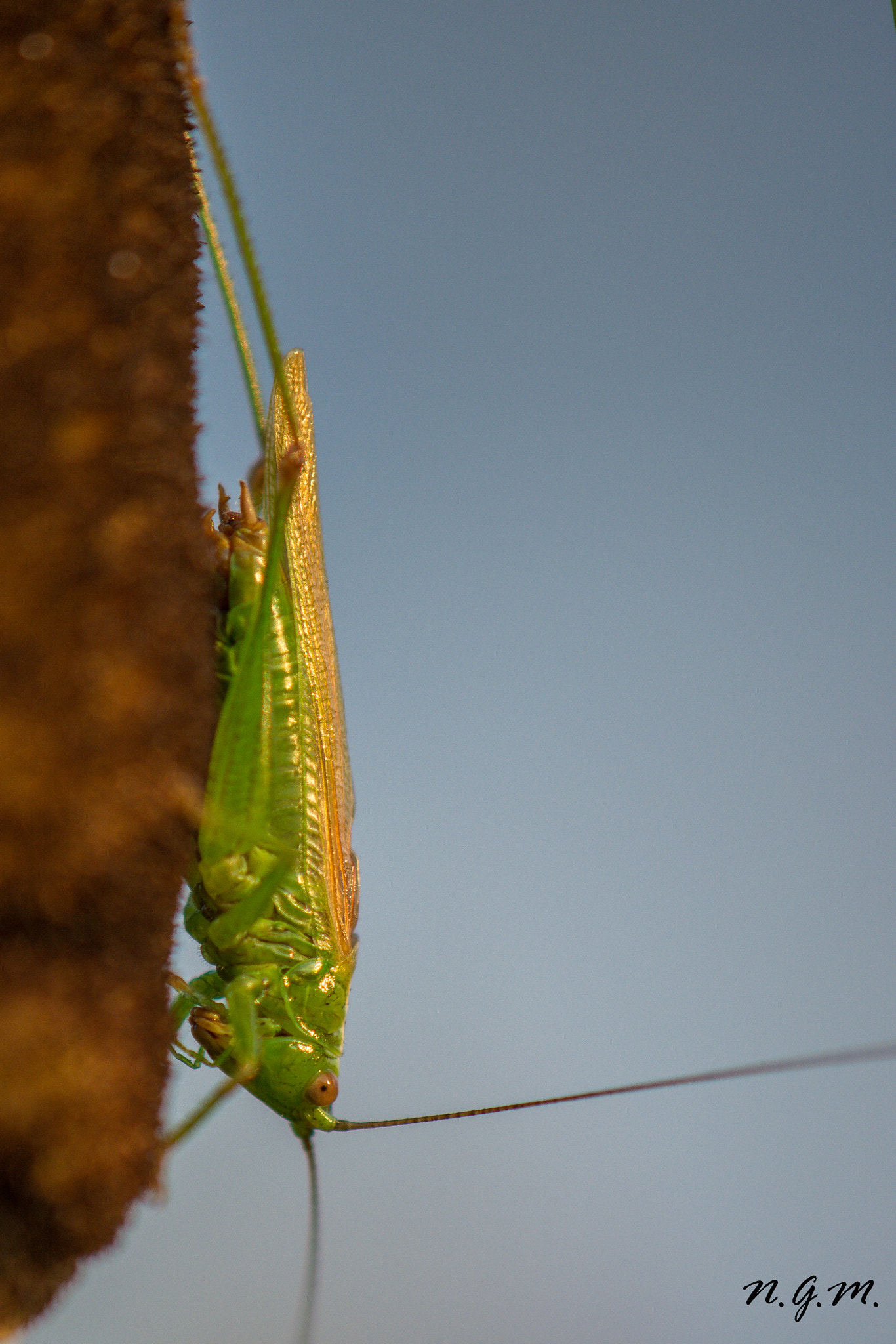 Nikon AF-S DX Micro-Nikkor 85mm F3.5G ED VR sample photo. Grashopper photography