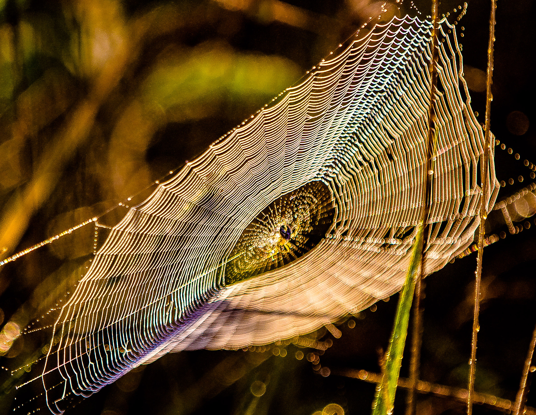 Canon EOS 6D + Canon EF 70-200mm F2.8L IS II USM sample photo. Misty meadow morning photography