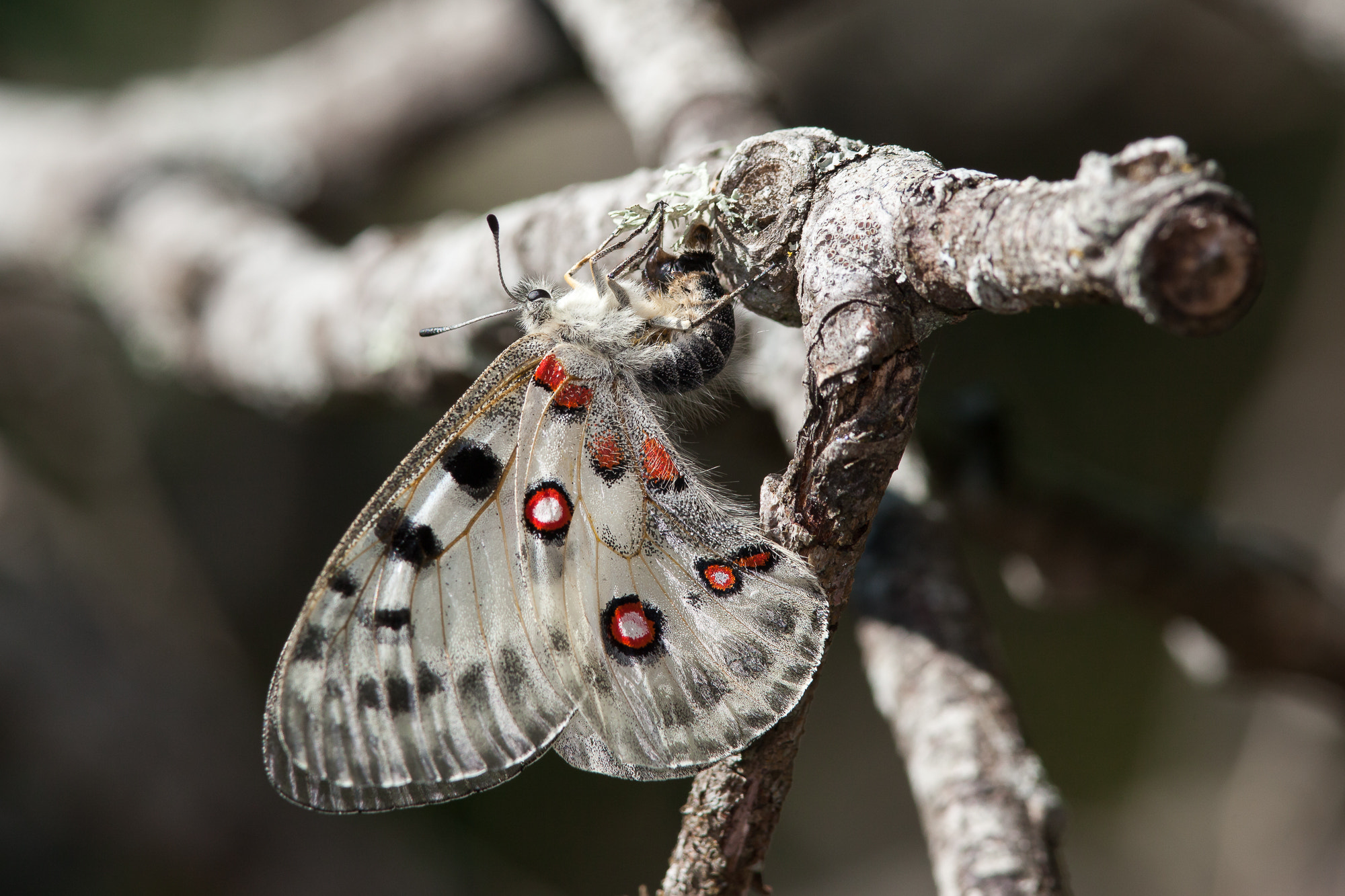 Canon EF 300mm F4L IS USM sample photo. Apollo butterfly,parnassius apollo  laying eggs photography