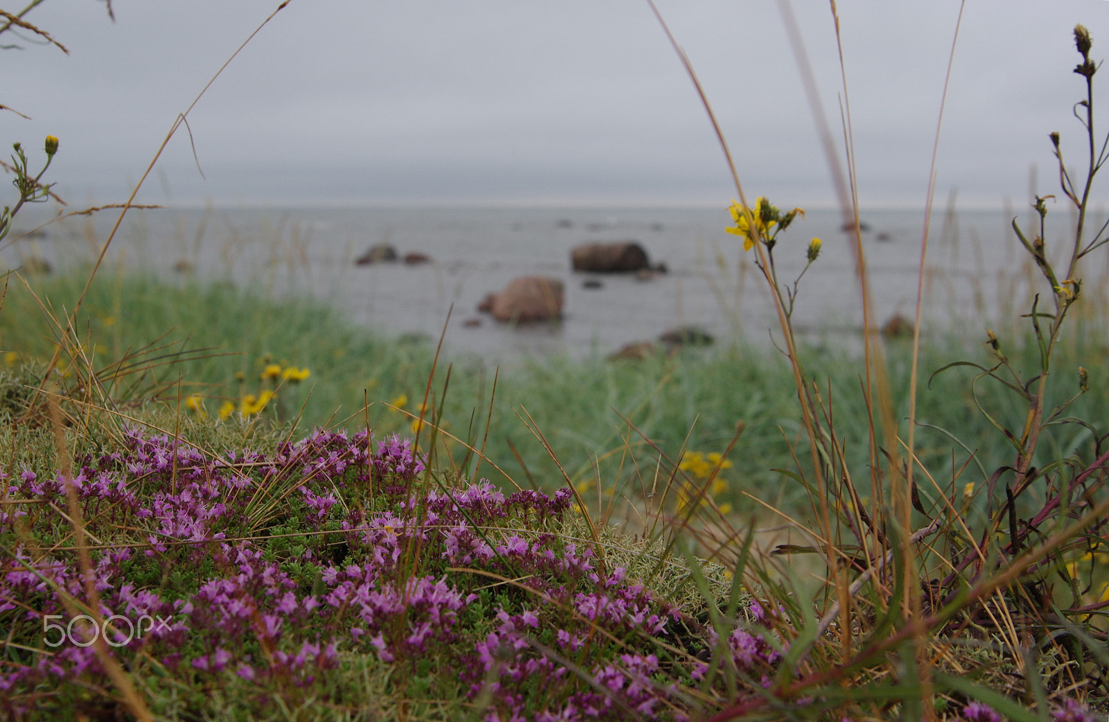 Tamron AF 28-75mm F2.8 XR Di LD Aspherical (IF) sample photo. The smell of thyme - the smell of summer photography
