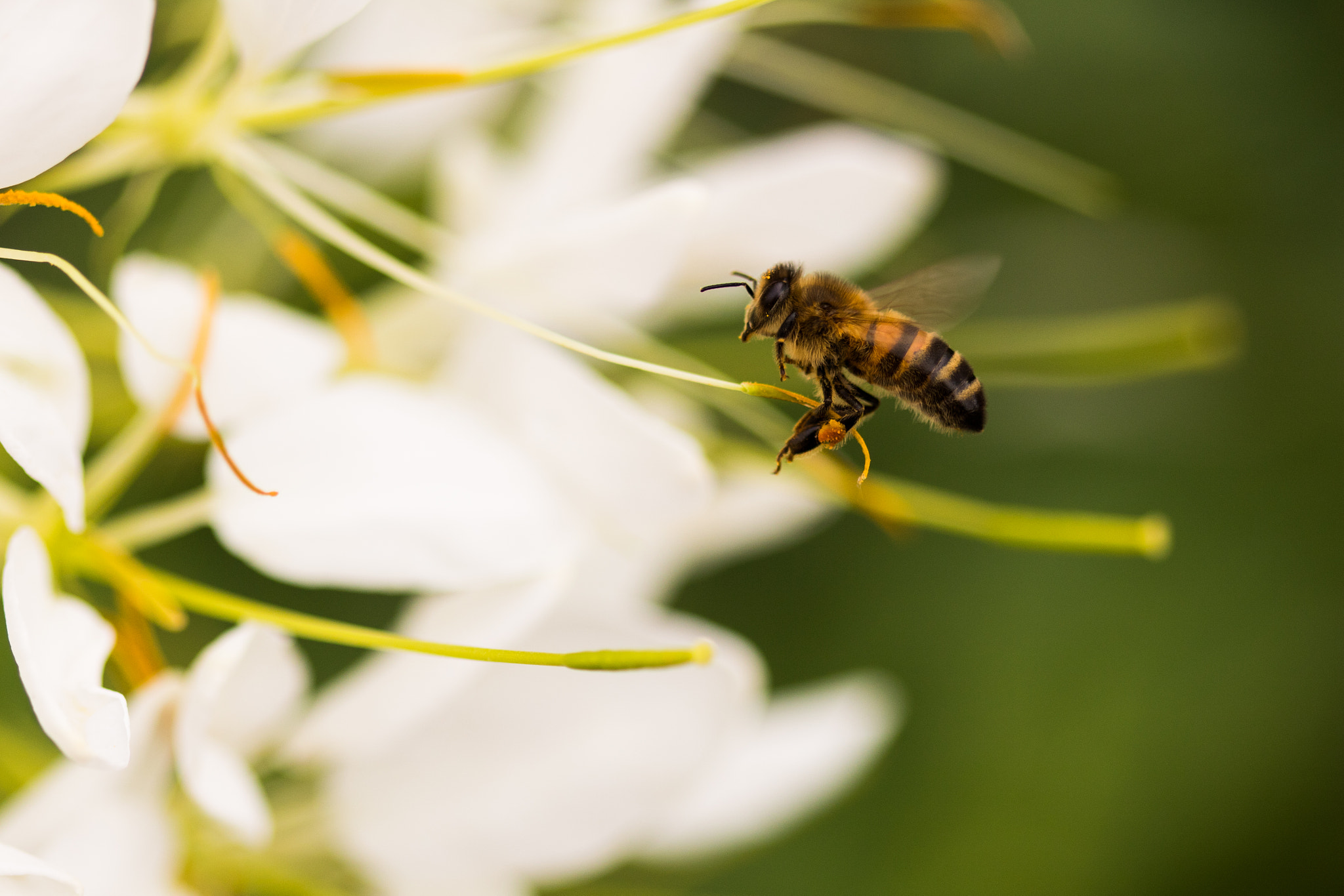 Canon EF 100mm F2.8 Macro USM sample photo. Flying little bee photography