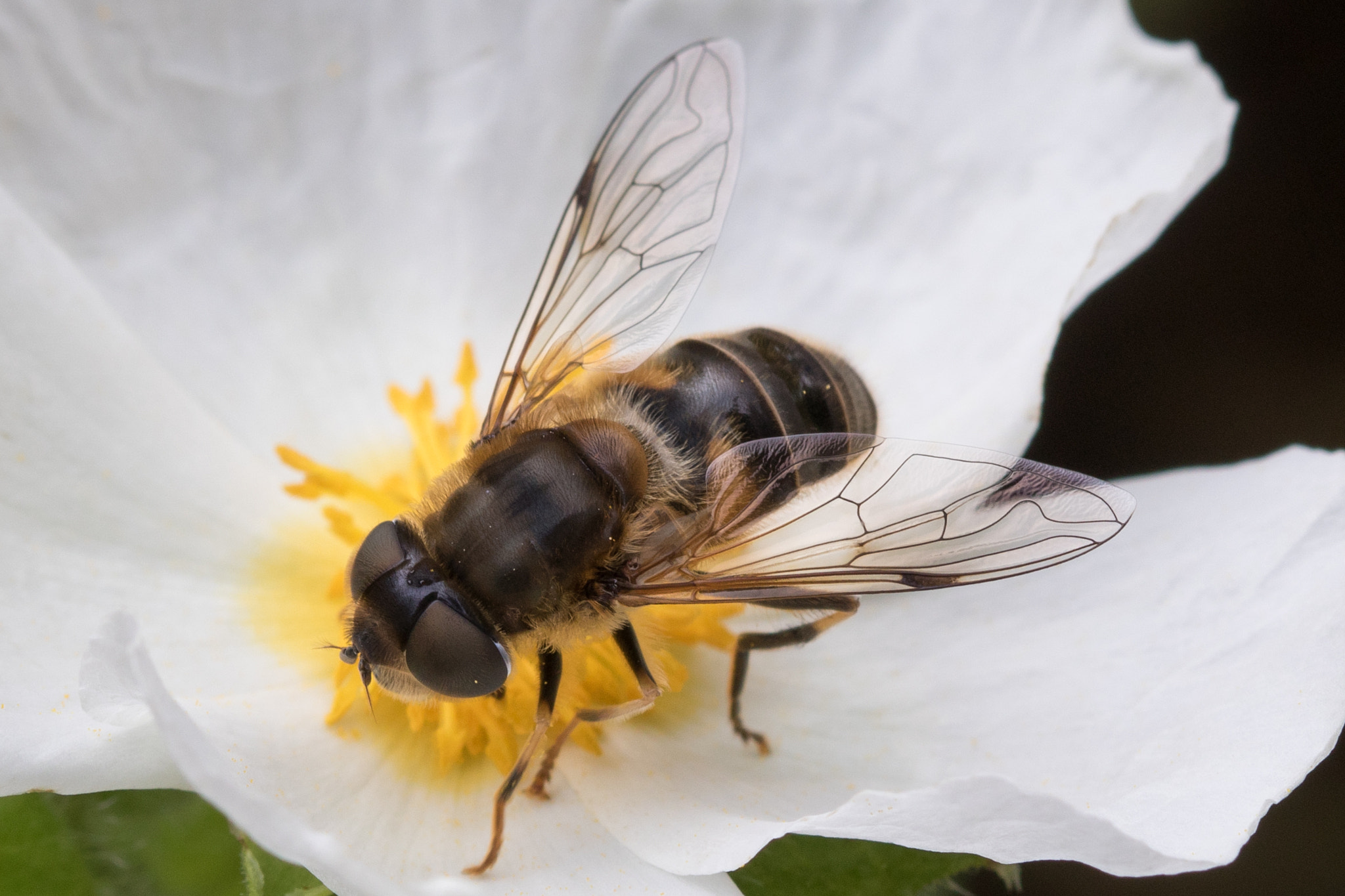 Canon EF 100mm F2.8 Macro USM sample photo. The bee on white flower photography