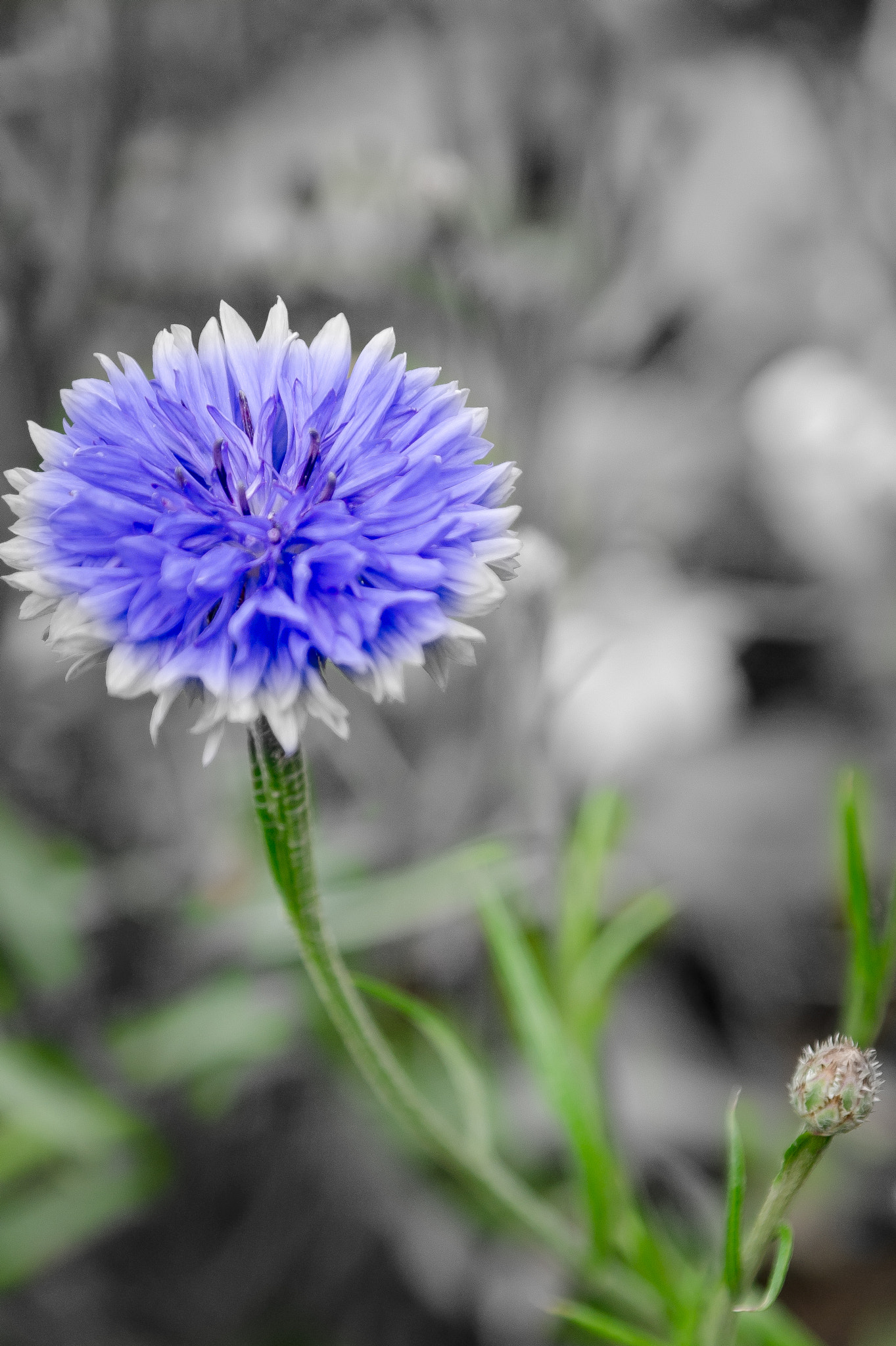 Samsung NX10 sample photo. Flower.jpg photography