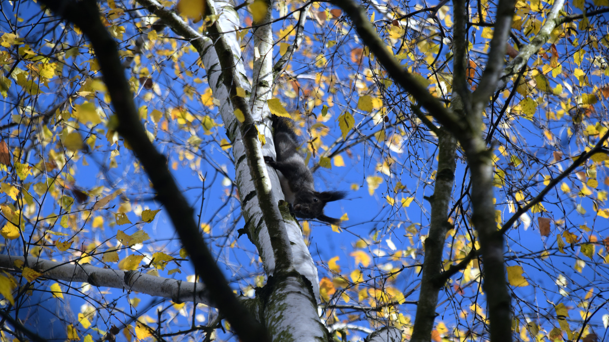 Sigma 18-200mm F3.5-6.3 DC OS HSM sample photo. Squirrel on the tree photography