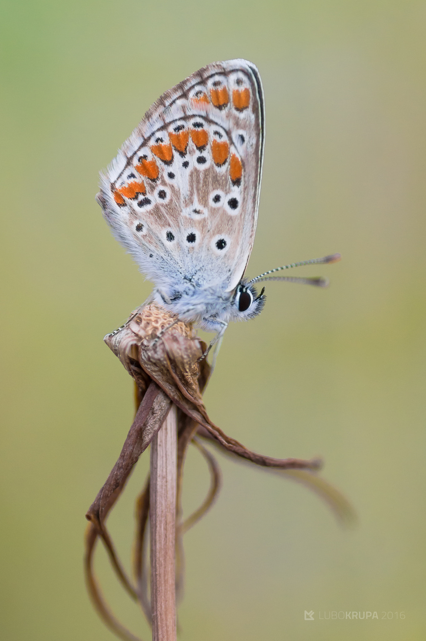 Pentax K-r + Tamron SP AF 90mm F2.8 Di Macro sample photo. Aricia agestis photography