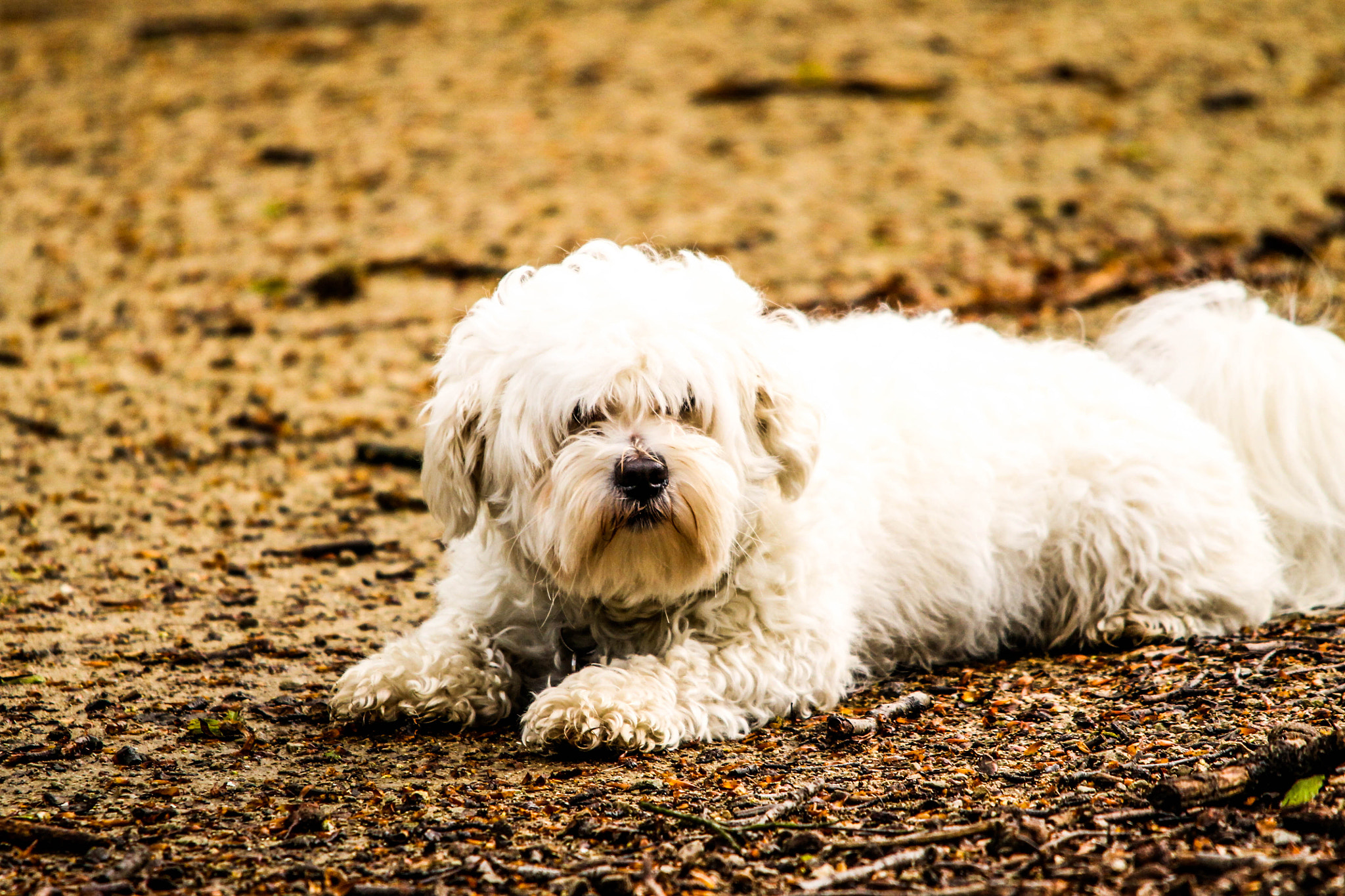 Sigma 150-500mm F5-6.3 DG OS HSM sample photo. White dog photography