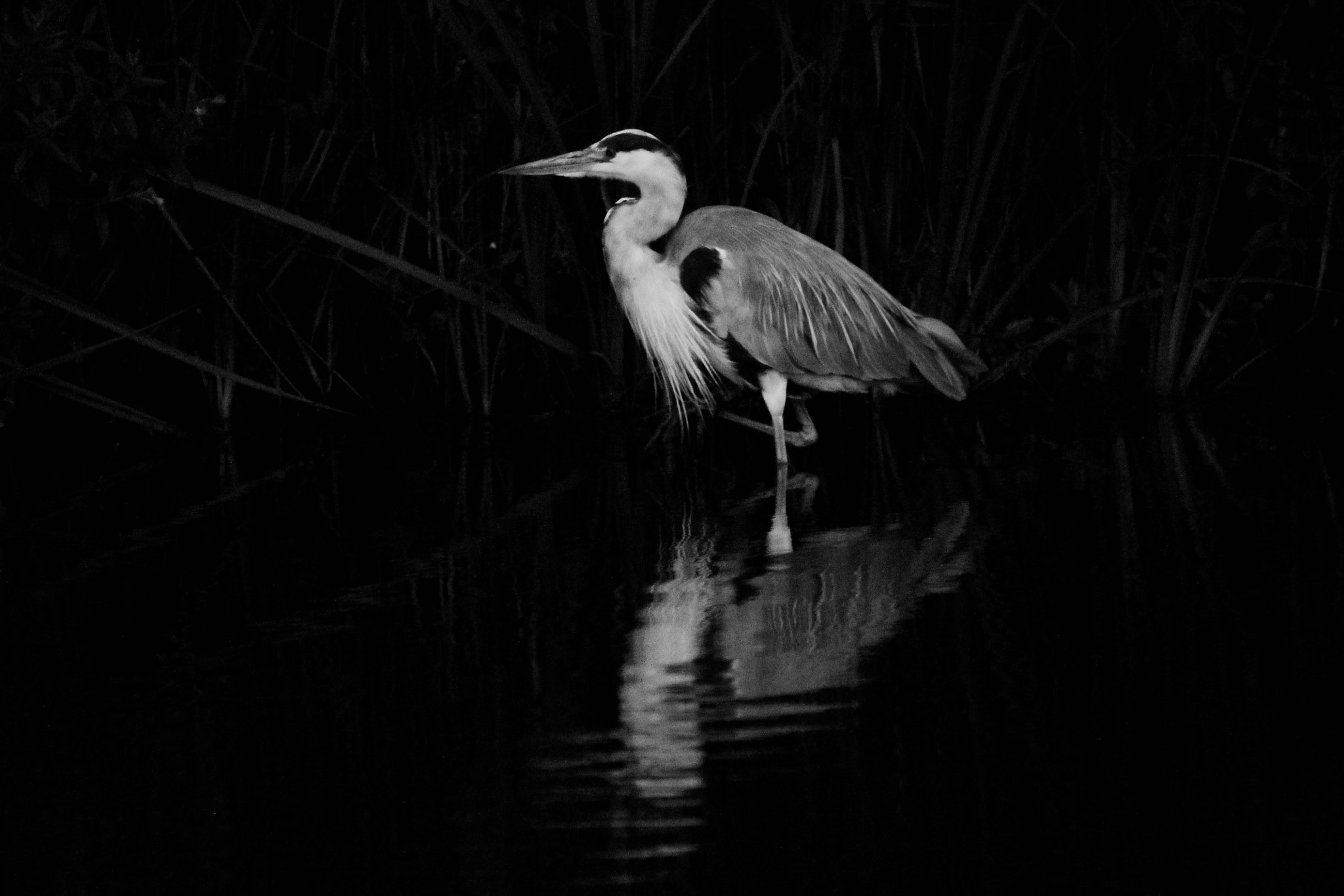 Sigma 150-500mm F5-6.3 DG OS HSM sample photo. Black&white heron photography
