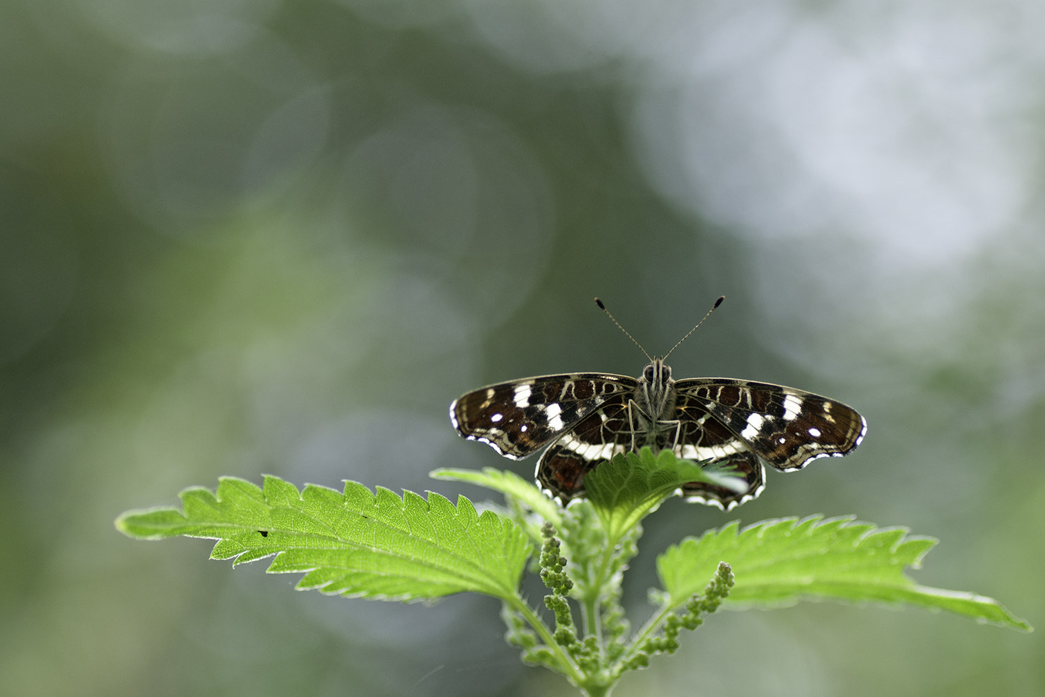 Nikon D300S sample photo. Map butterfly photography