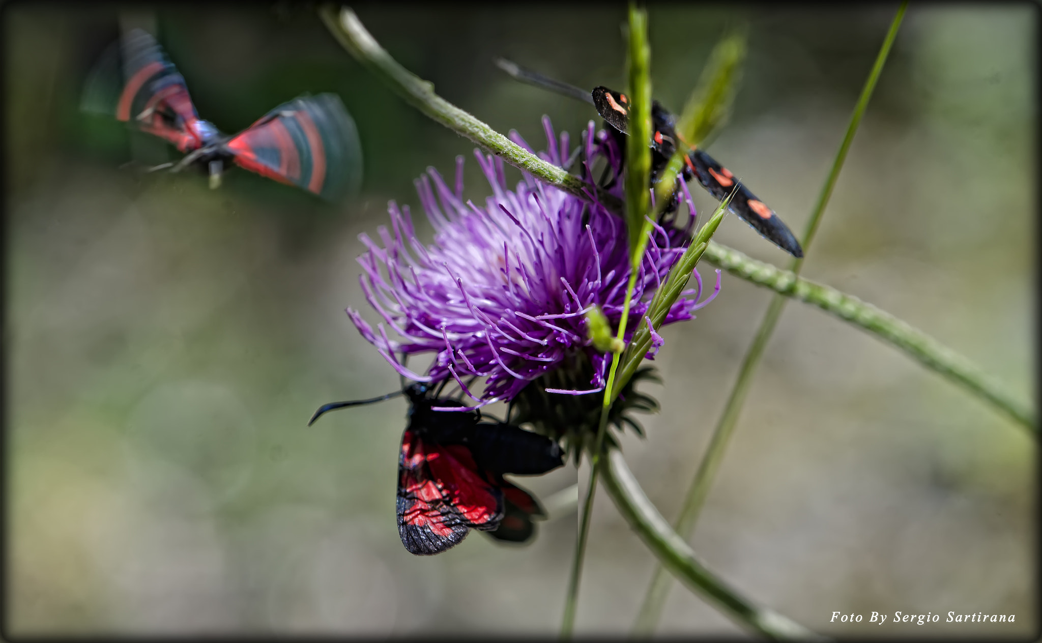 Nikon AF-S DX Micro-Nikkor 85mm F3.5G ED VR sample photo. Cattura photography