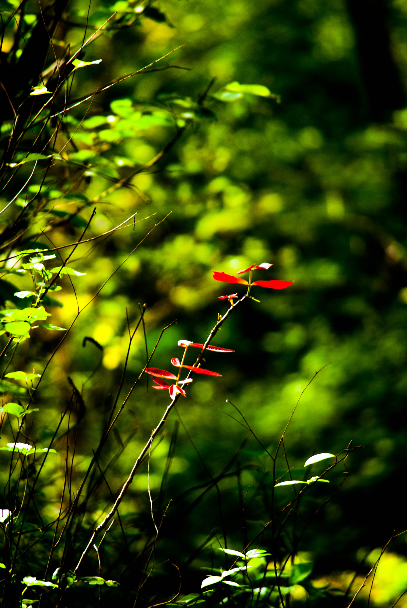 Nikon D60 sample photo. The odd one photography